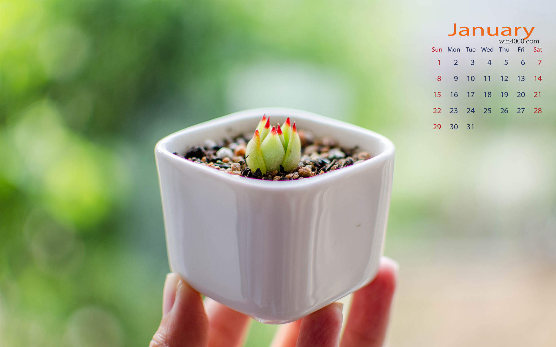 多肉植物图片