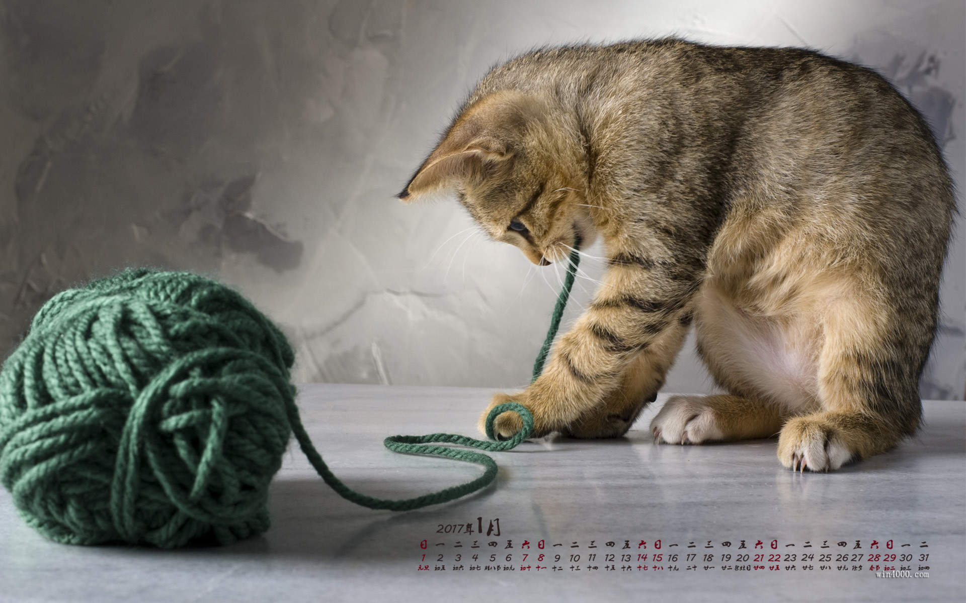 可爱小花猫呆萌高清手机壁纸图片图片
