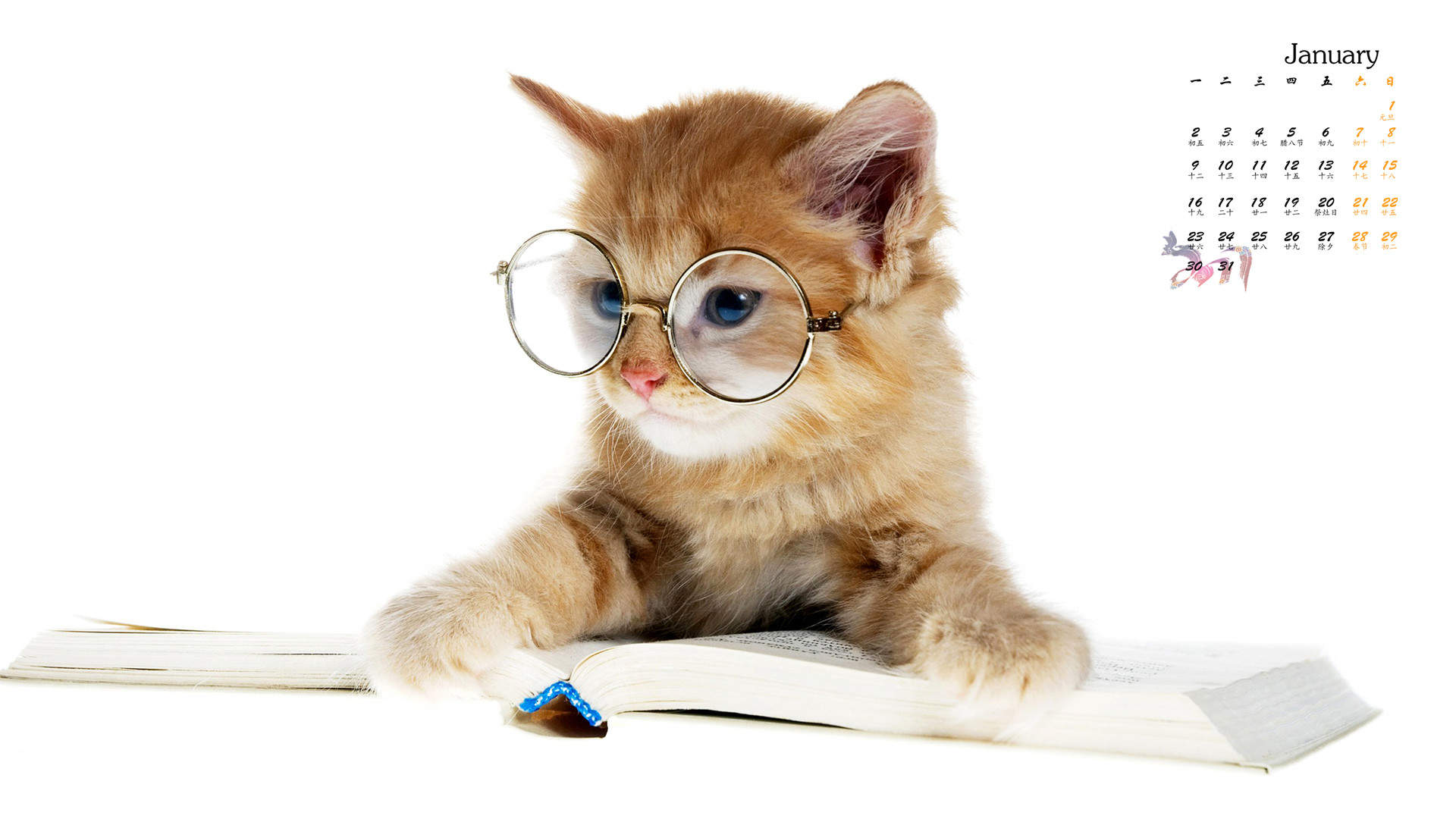 可爱小花猫呆萌高清手机壁纸图片图片