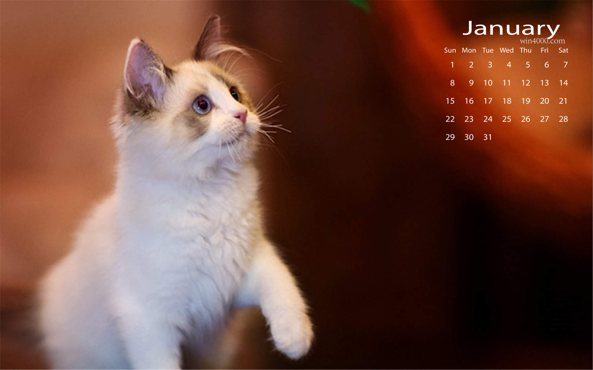 可爱小花猫呆萌高清手机壁纸图片图片