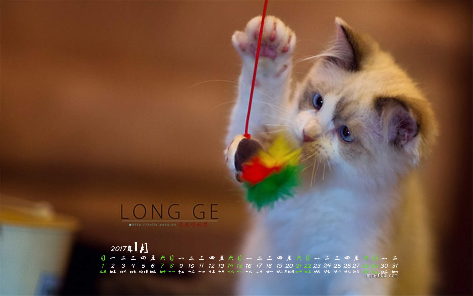 可爱小花猫呆萌高清手机壁纸图片图片