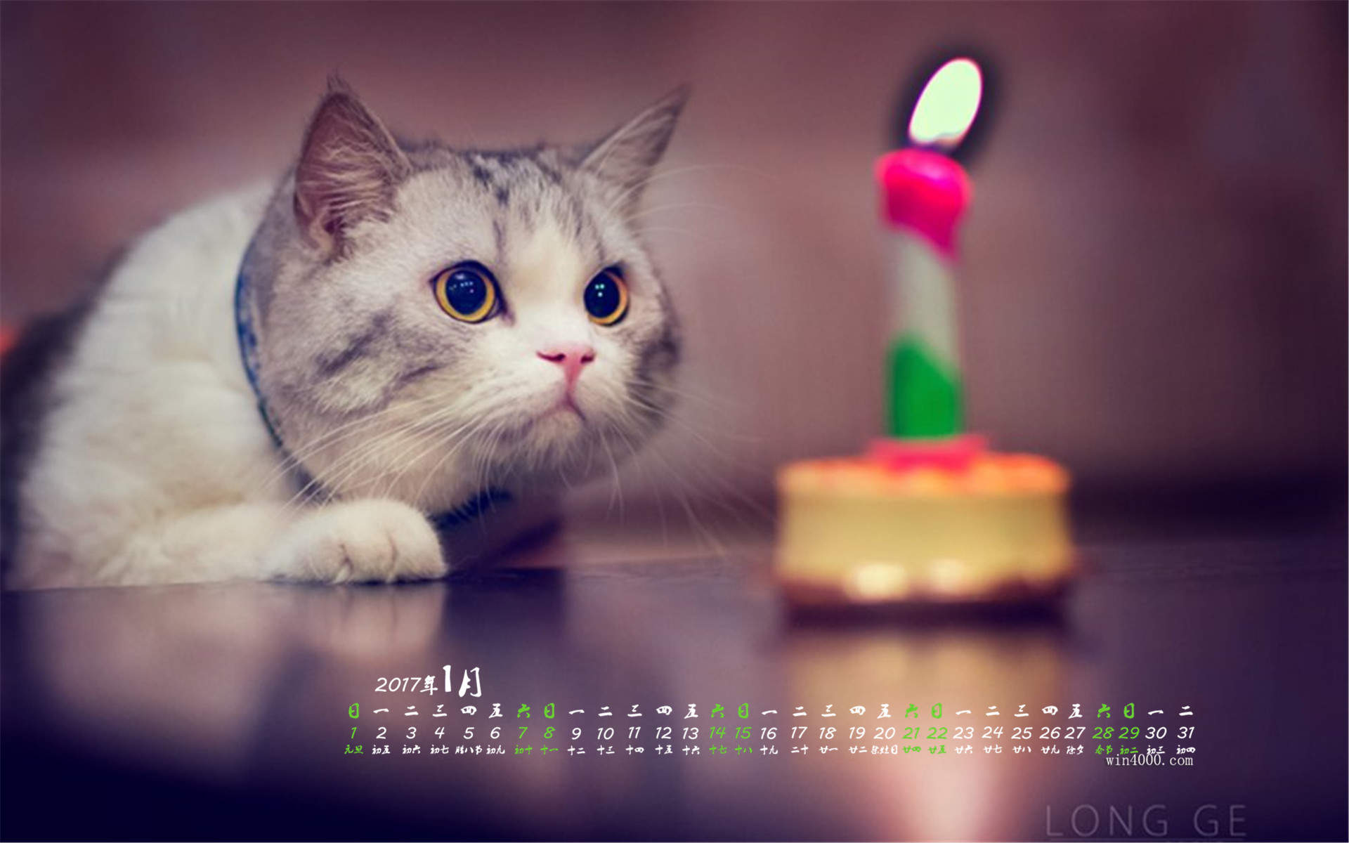 可爱小花猫呆萌高清手机壁纸图片图片