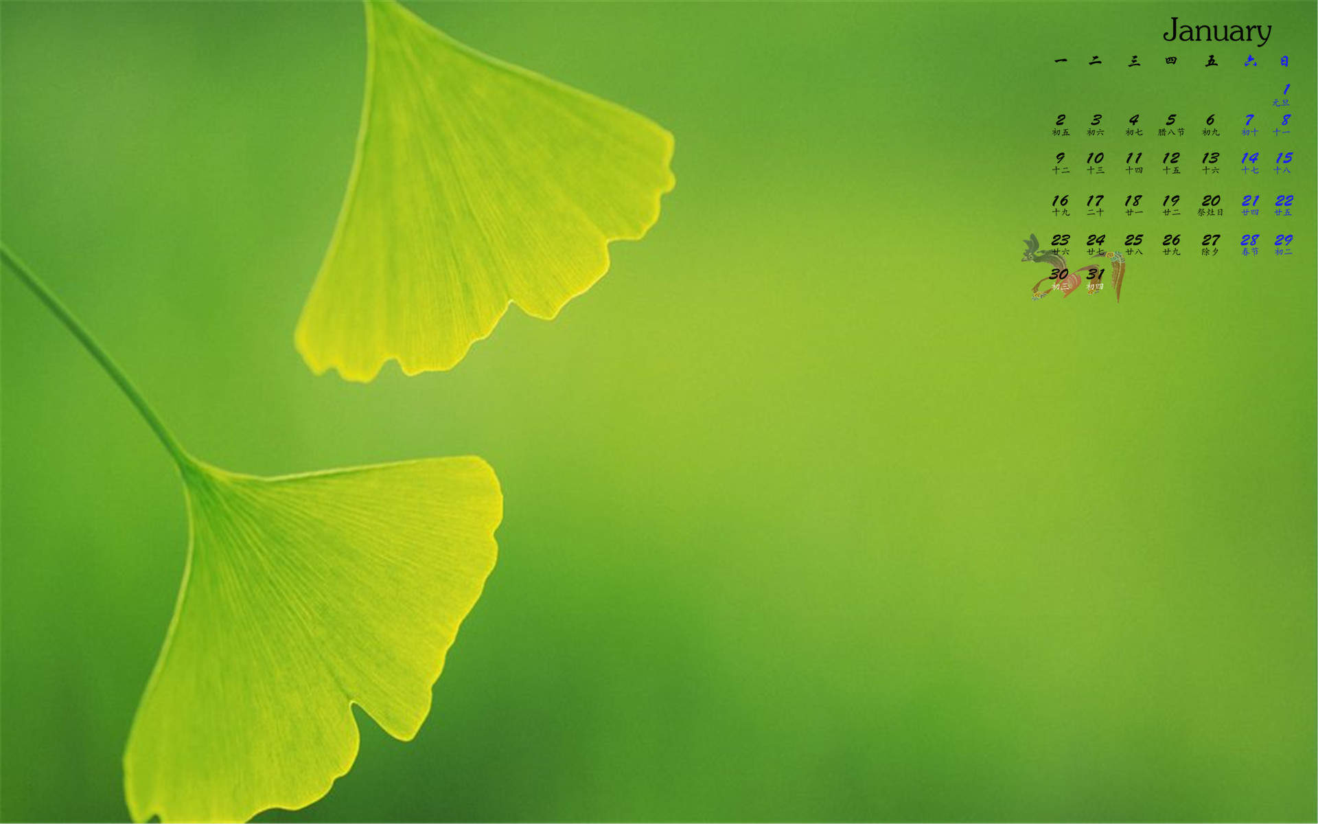 绿色植物叶子上的小水珠高清摄影桌面壁纸图片大全图片
