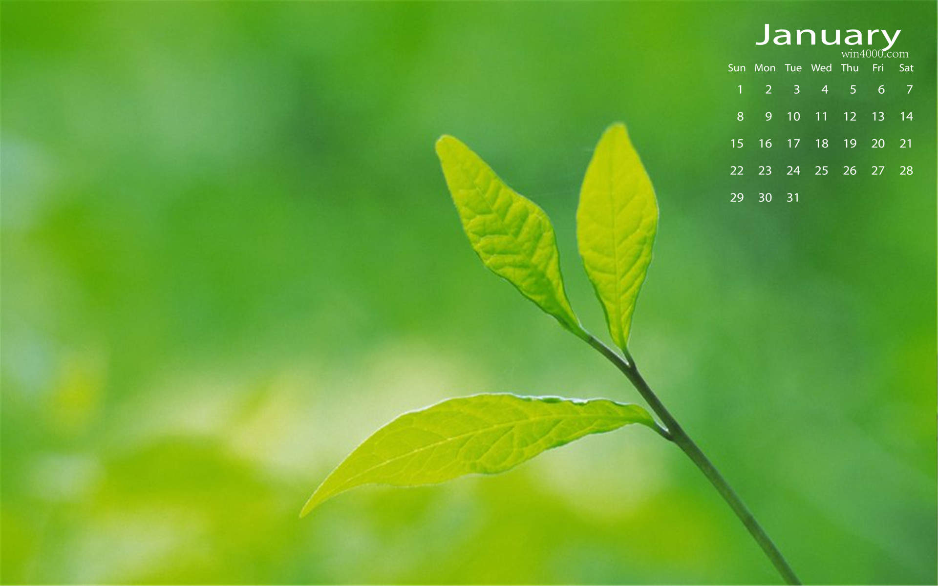 2017年7月唯美护眼小清新树叶唯美绿色高清日历壁纸图片
