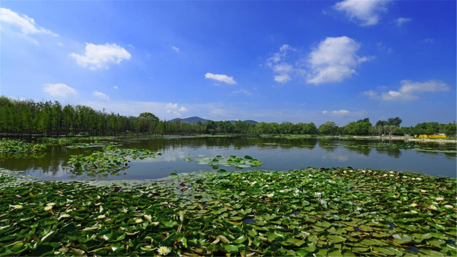 阳光下的花朵迷人夏天风景壁纸图片