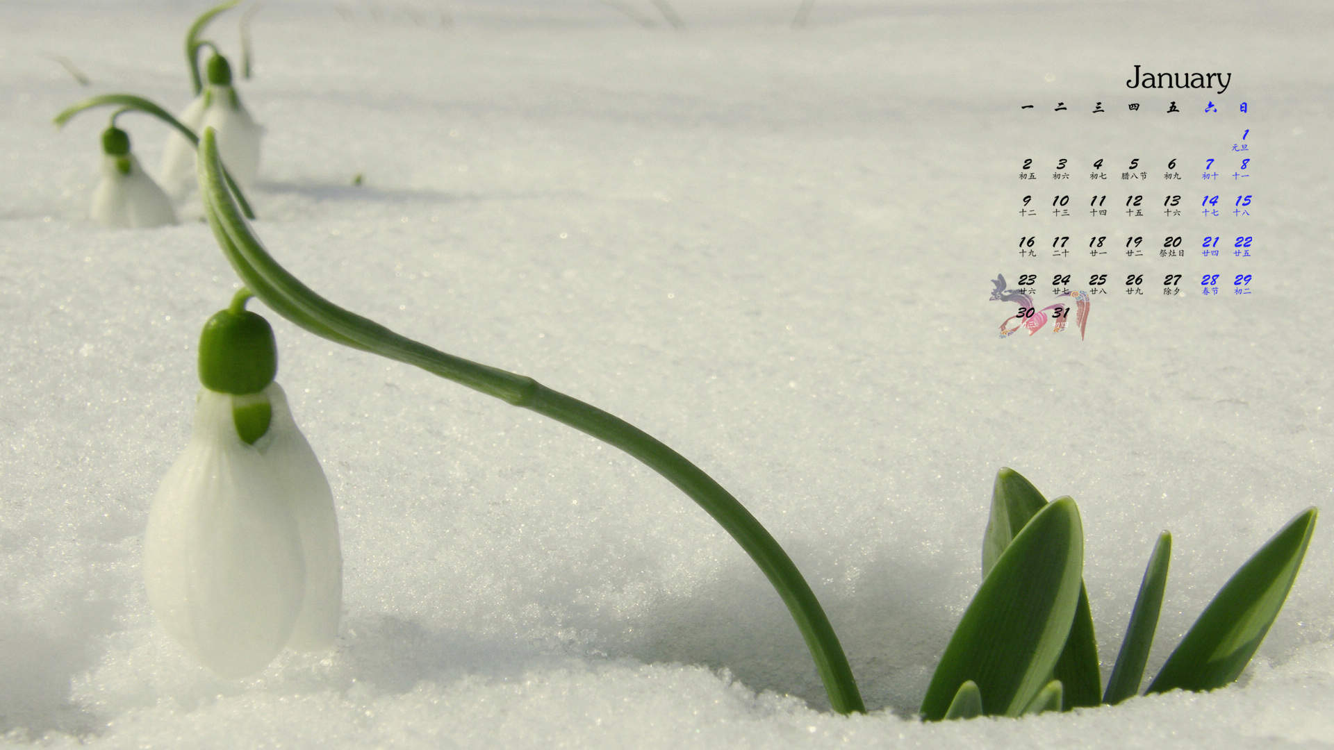 郑秀妍日本函馆冬日雪景唯美写真图片图片