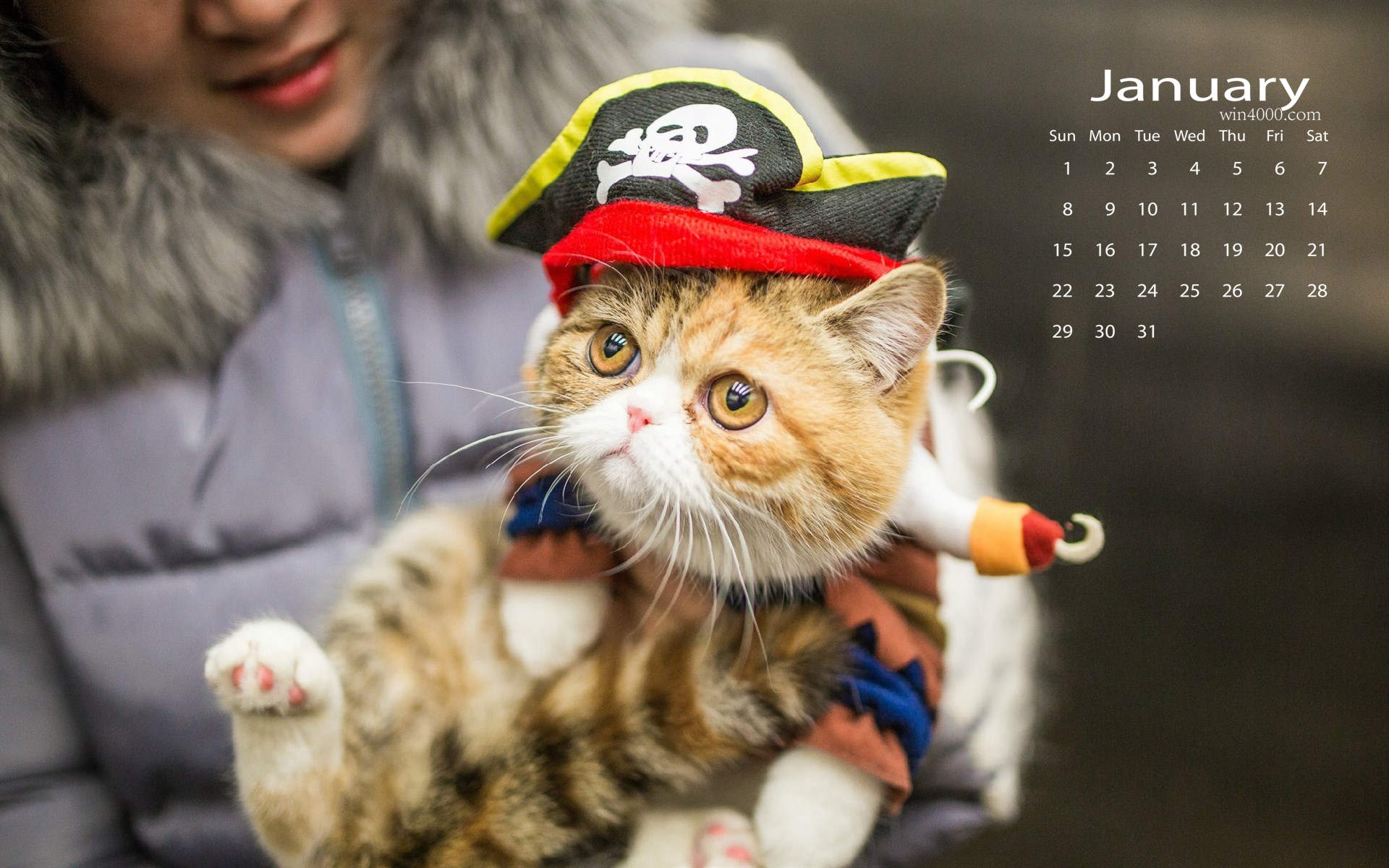 微博漫画家郭斯特的猫可爱动物写真图片图片