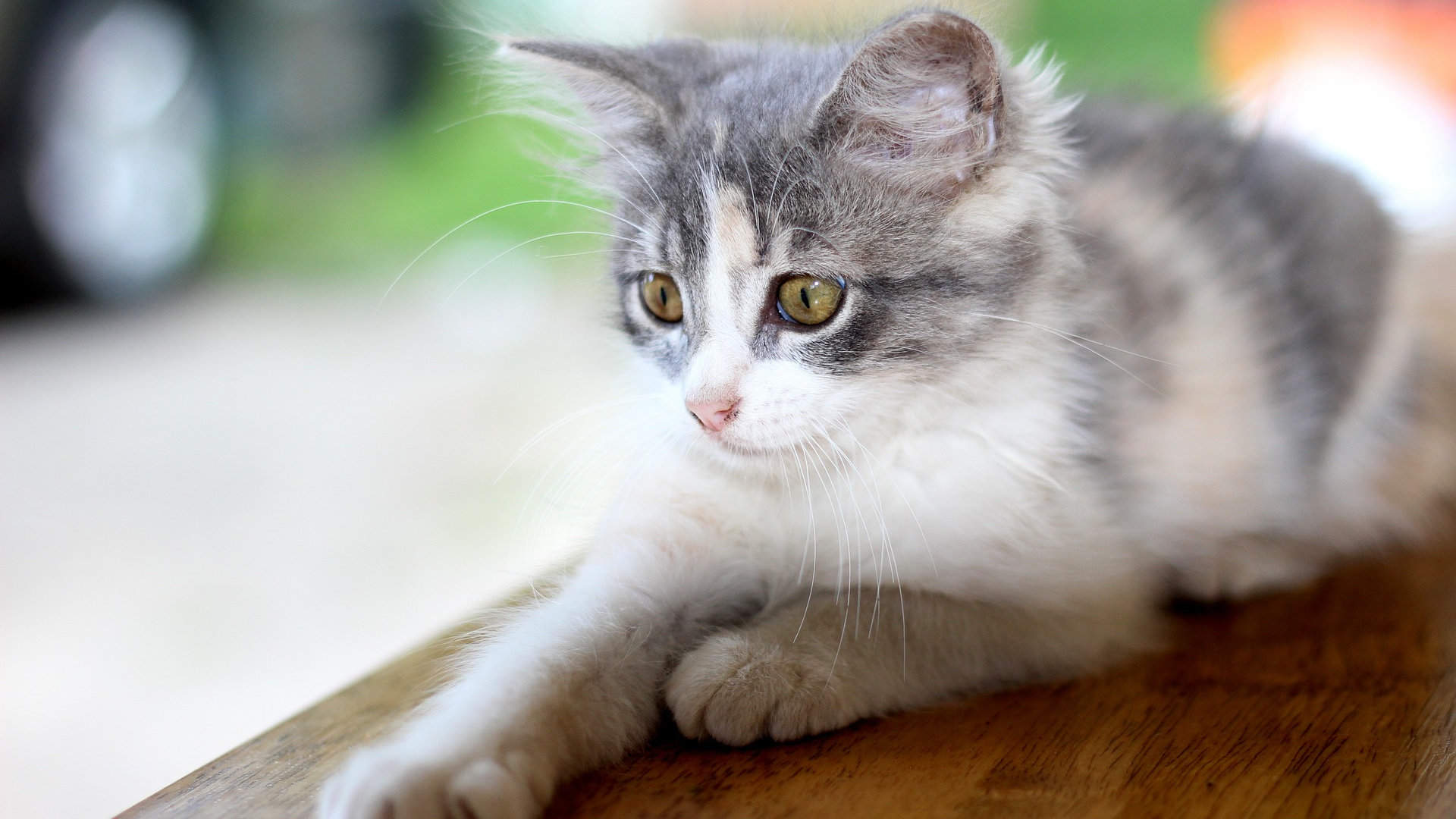 可爱小猫高清唯美桌面壁纸图片