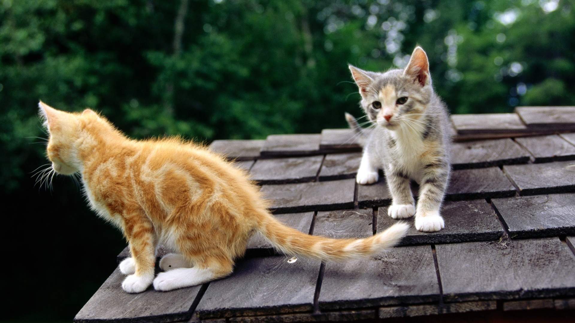 可爱小猫高清唯美桌面壁纸图片