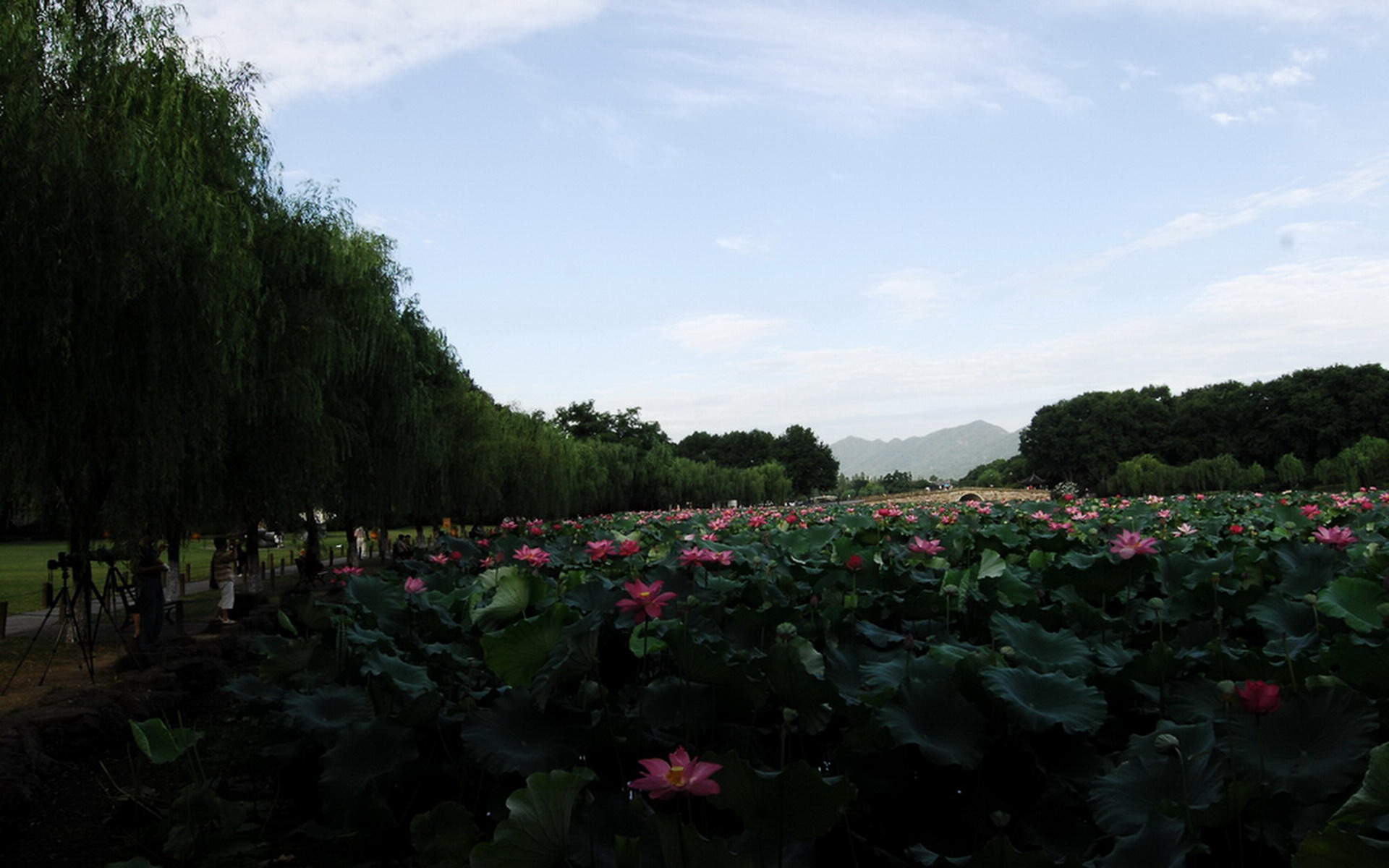 平静的湖面图片