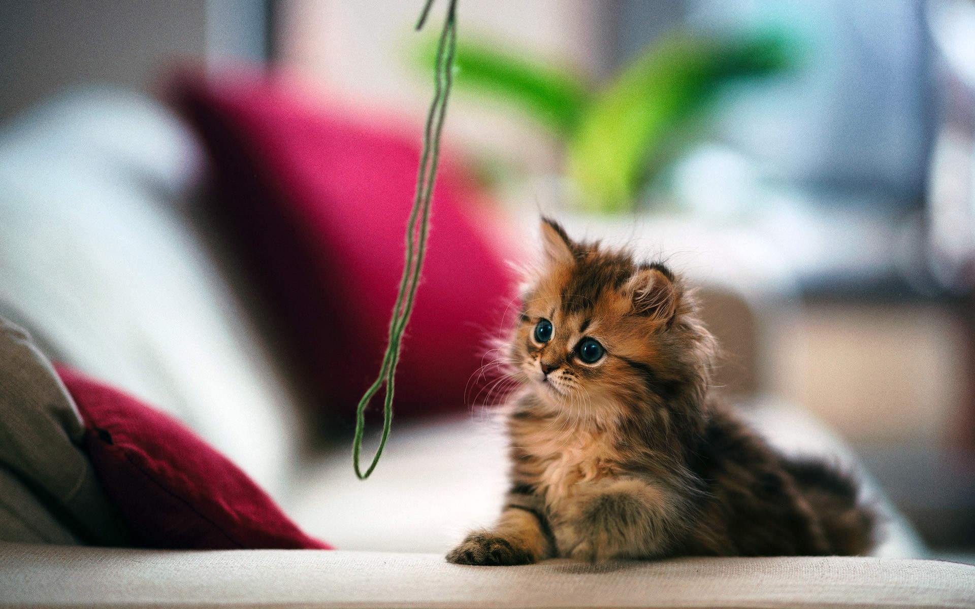 可爱动物猫咪高清桌面壁纸图片