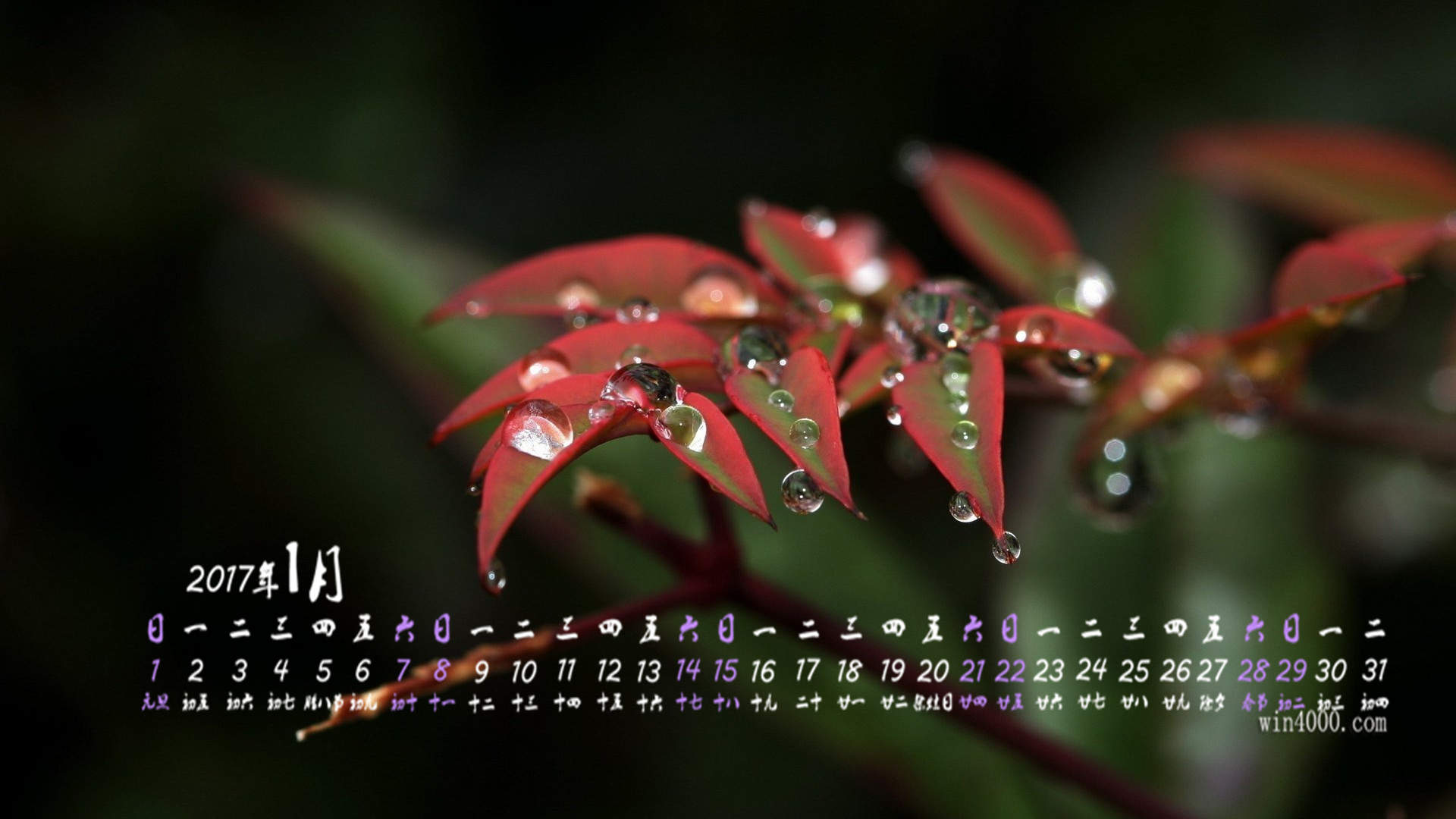 2017年1月树叶水滴植物护眼高清桌面日历壁纸图片