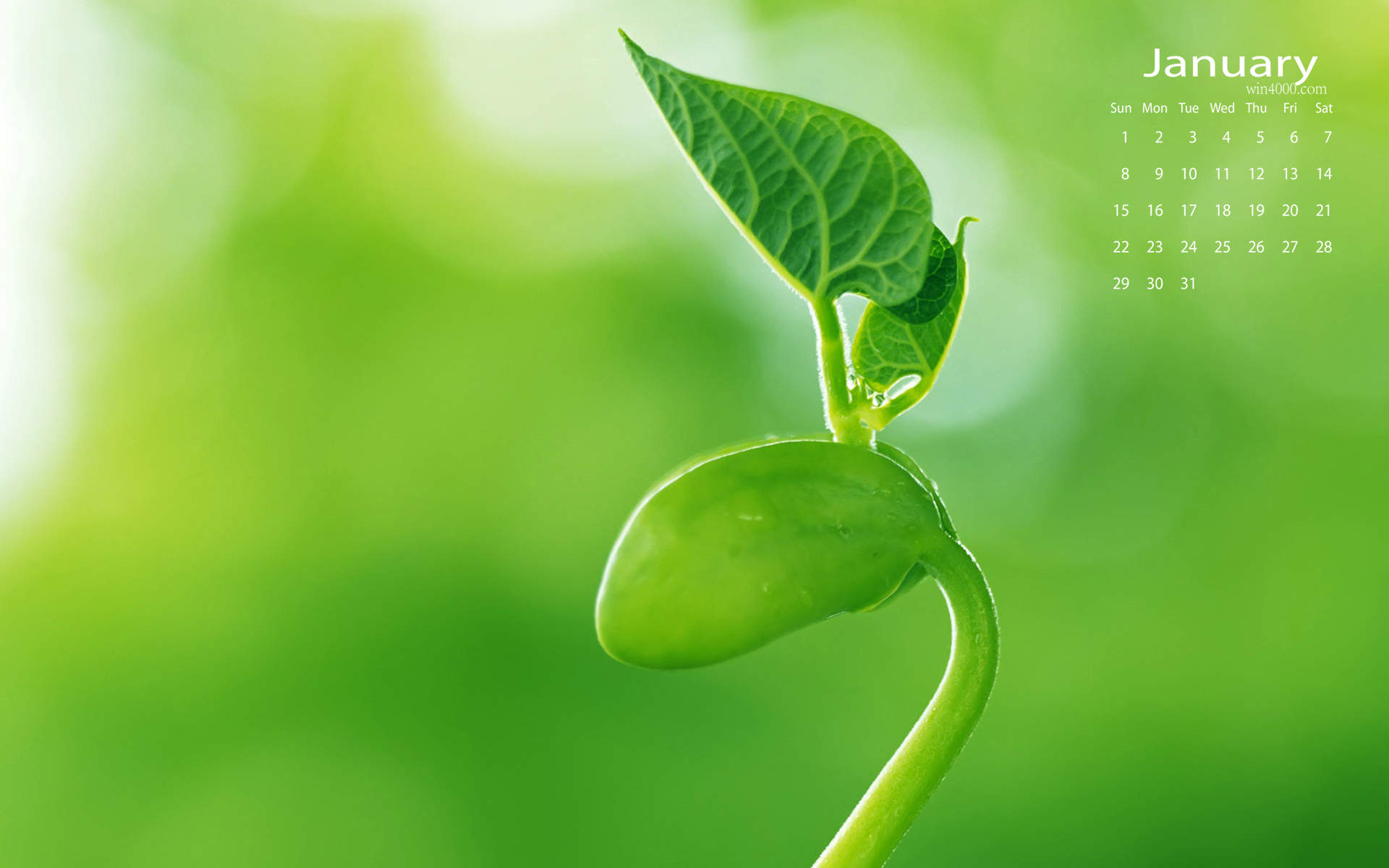 绿色养眼植物嫩芽高清桌面壁纸图片