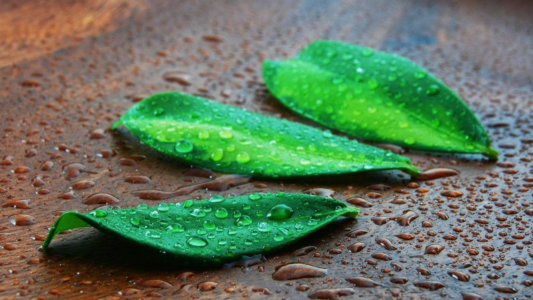 树叶水滴植物护眼高清桌面壁纸图片