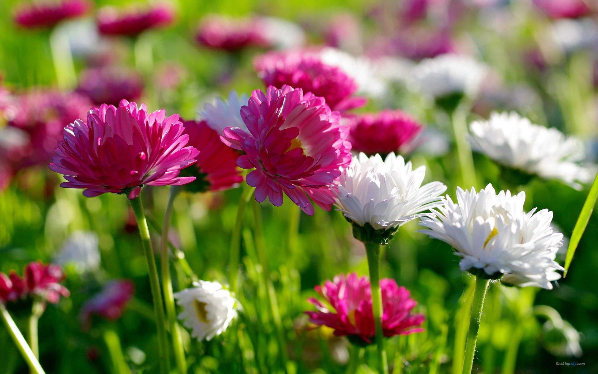 菊花图片