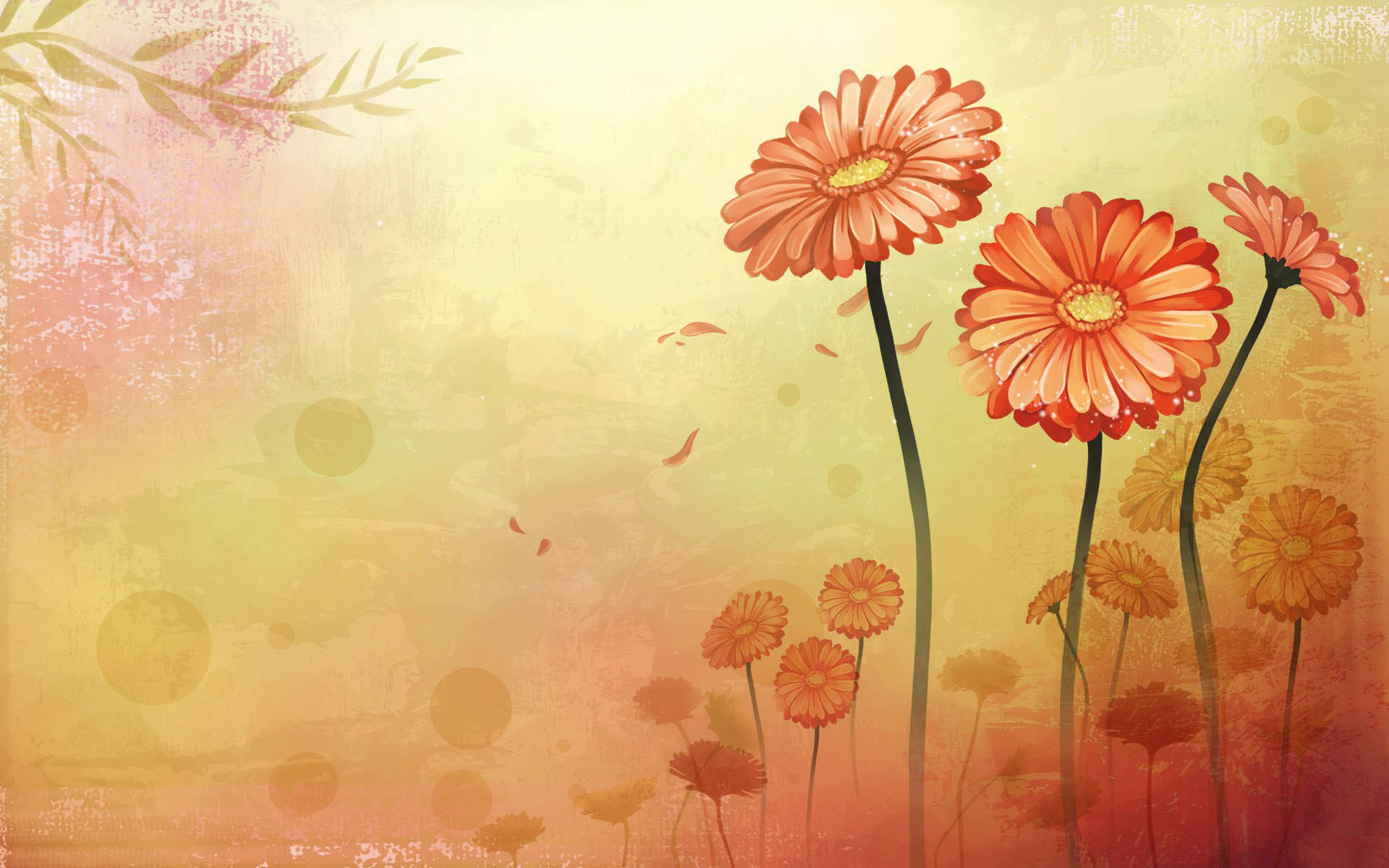 精选菊花图片高清电脑桌面壁纸图片