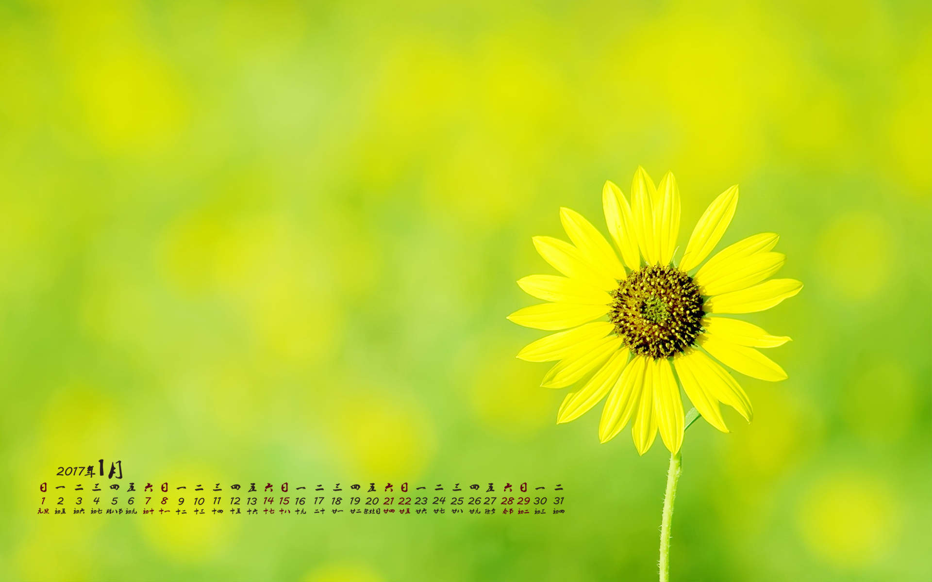 2019年11月金秋菊花唯美高清日历壁纸图片