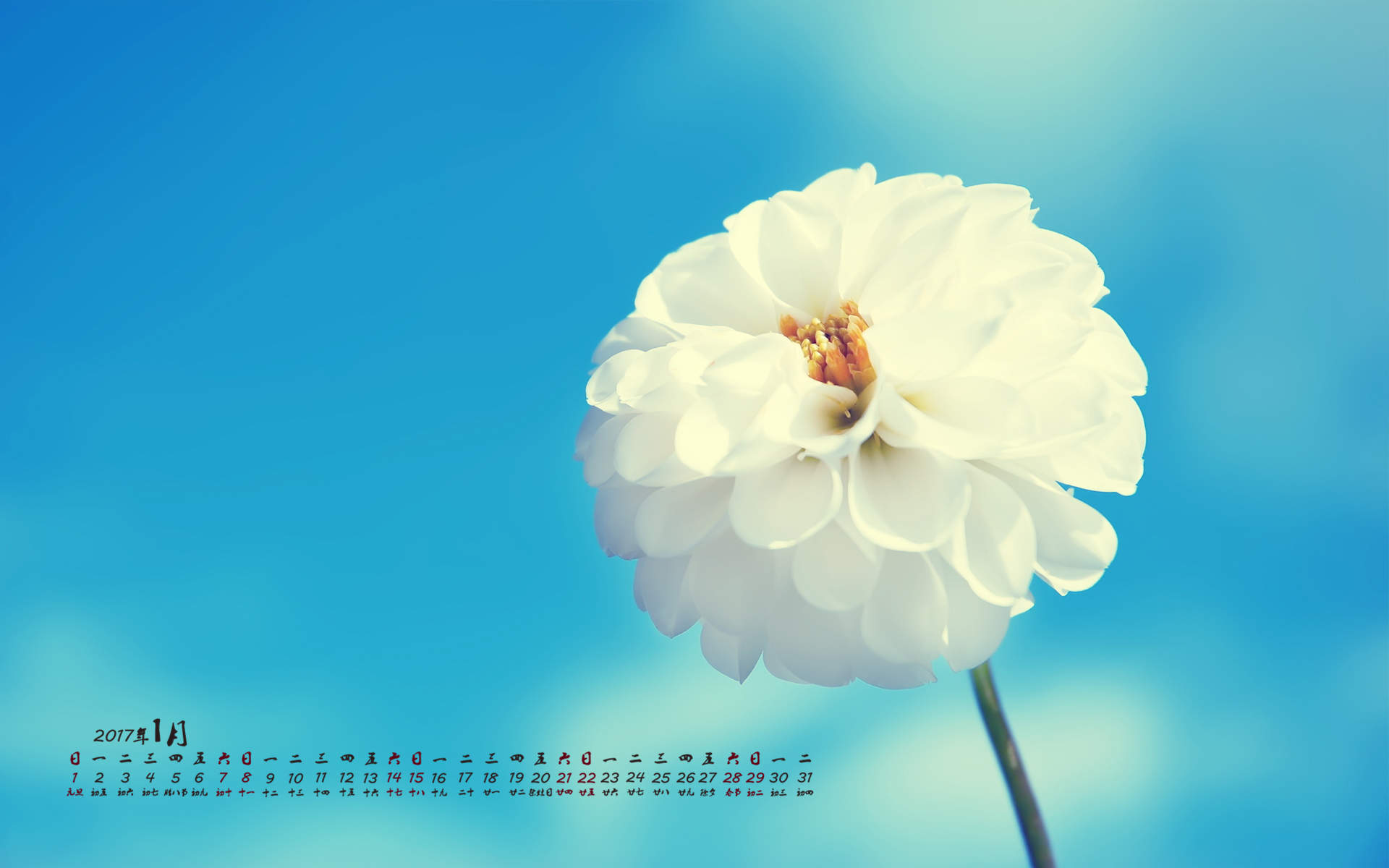 菊花图片