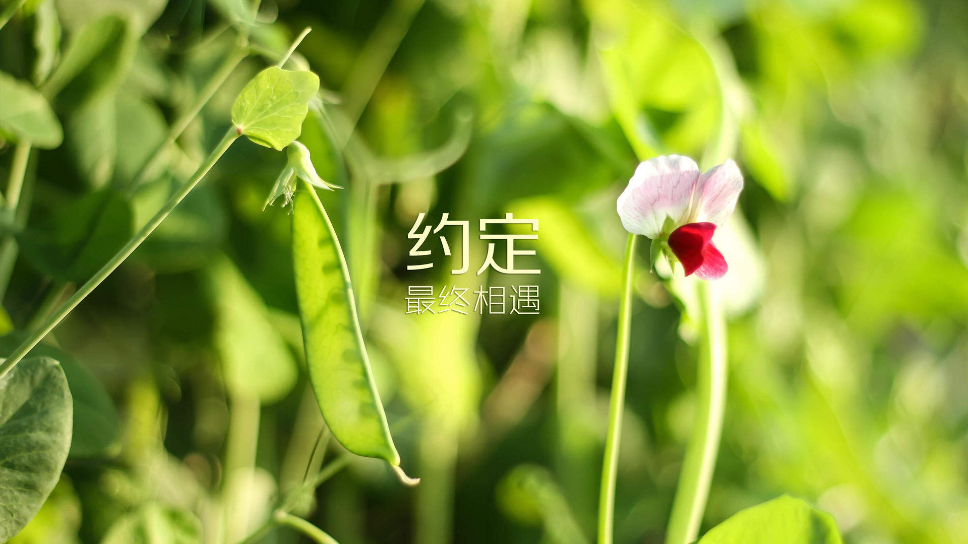 温馨感动谢谢你主题伤感文字语录个性非主流带字伤心图片图片