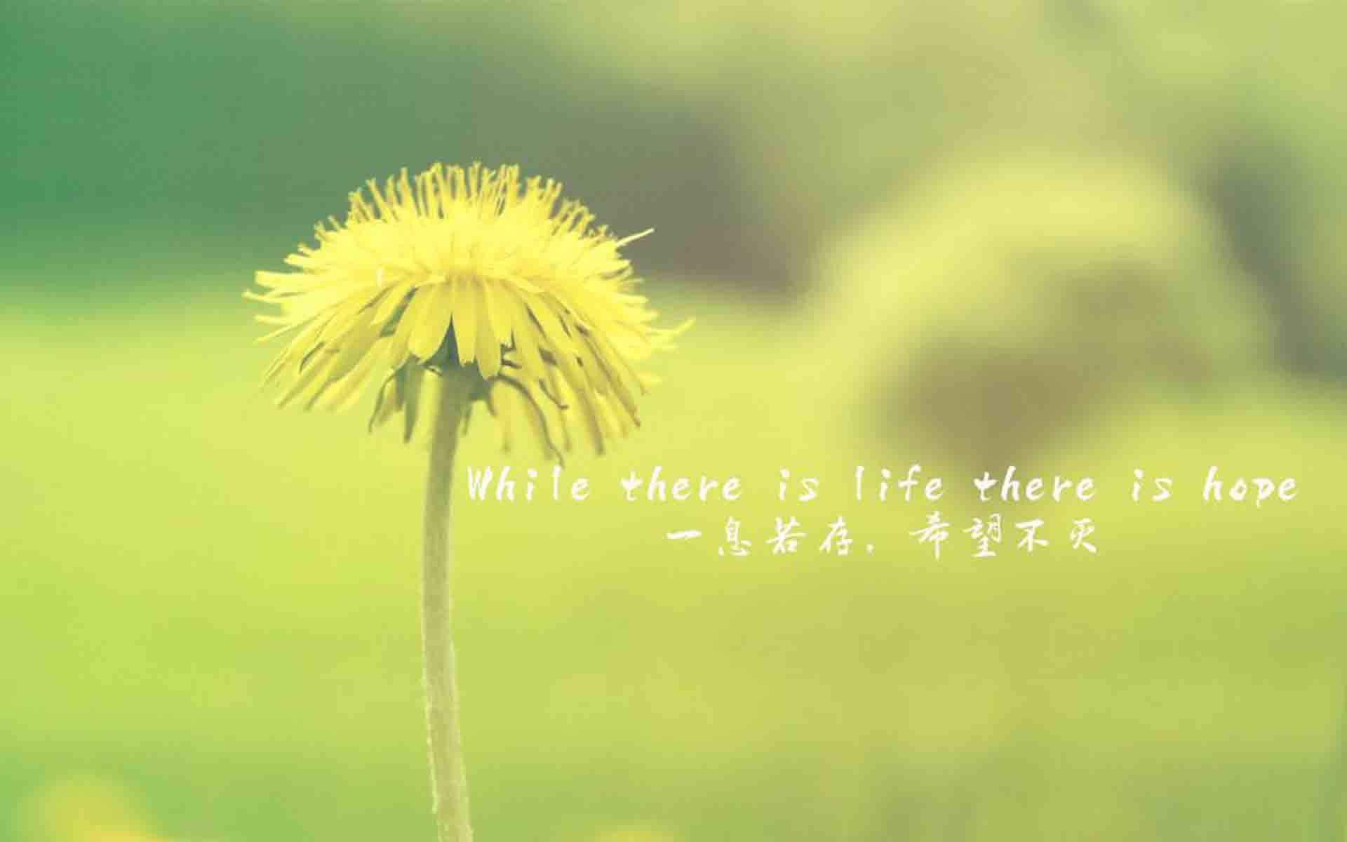 创意励志减肥文字高清手机壁纸图片