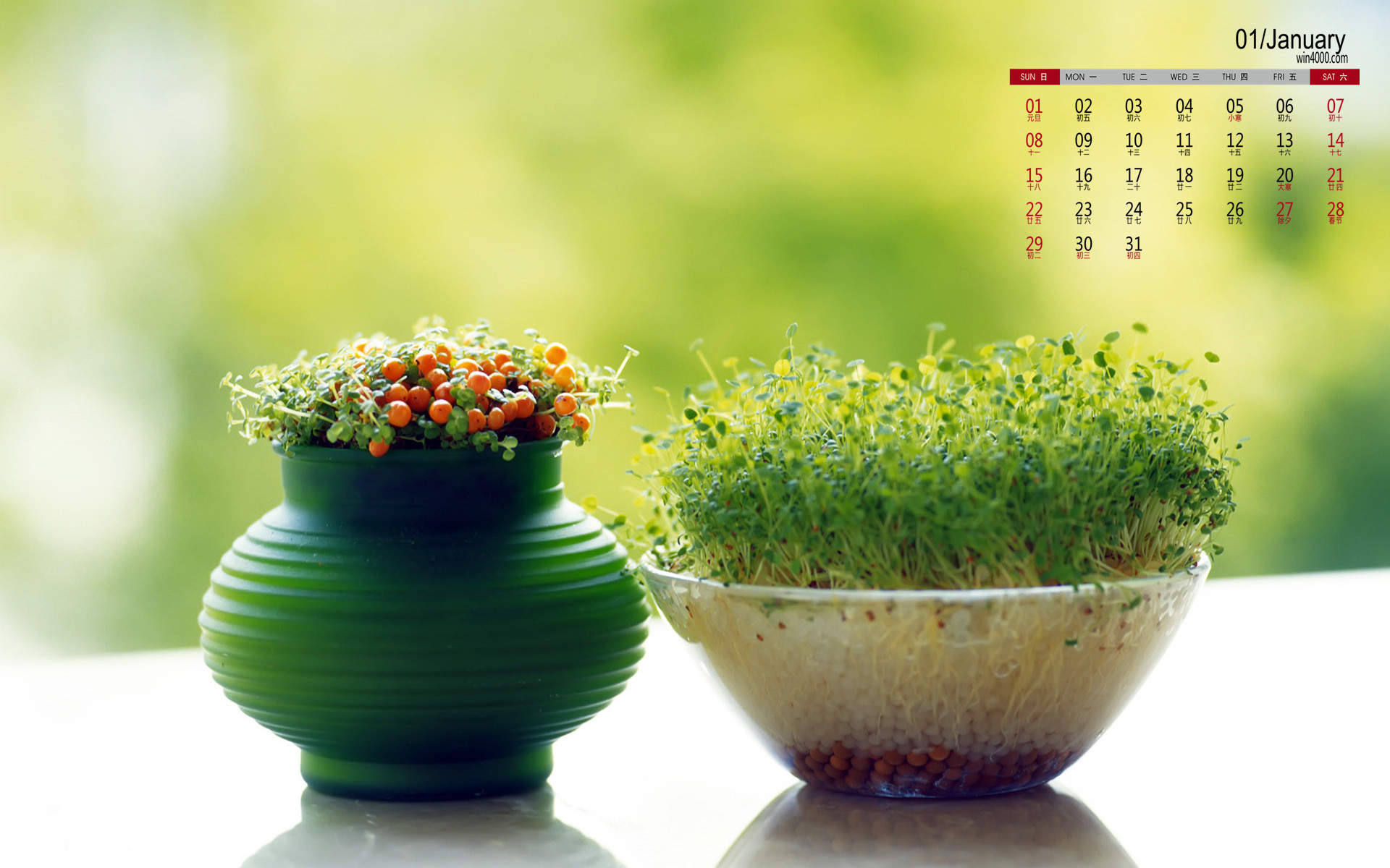 绿色养眼植物嫩芽高清桌面壁纸图片