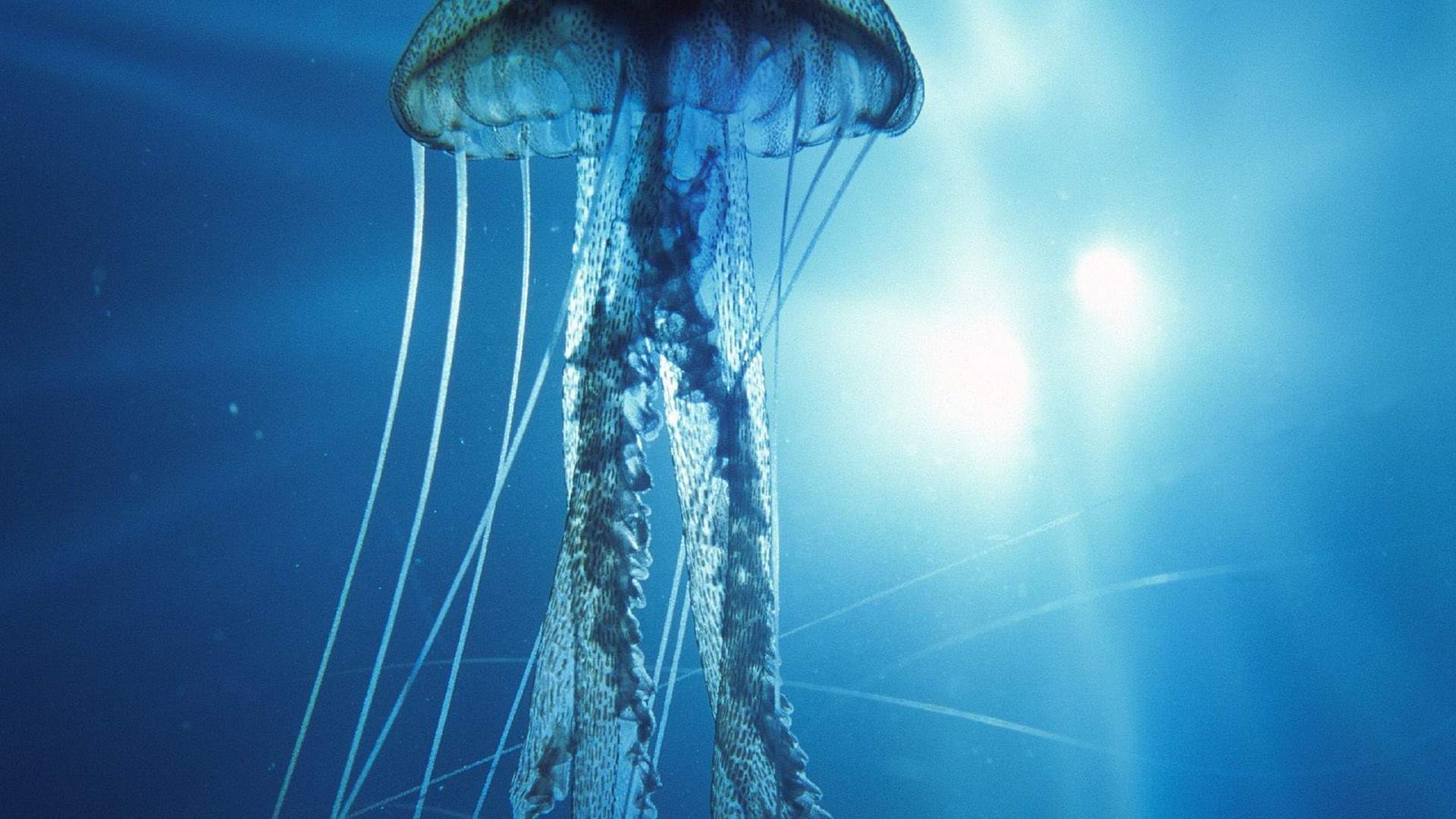 海洋精灵水母高清桌面壁纸图片