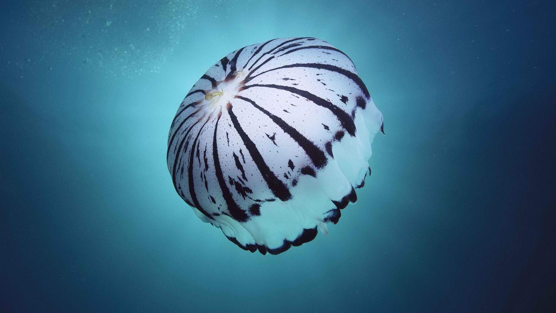 海洋生物图片