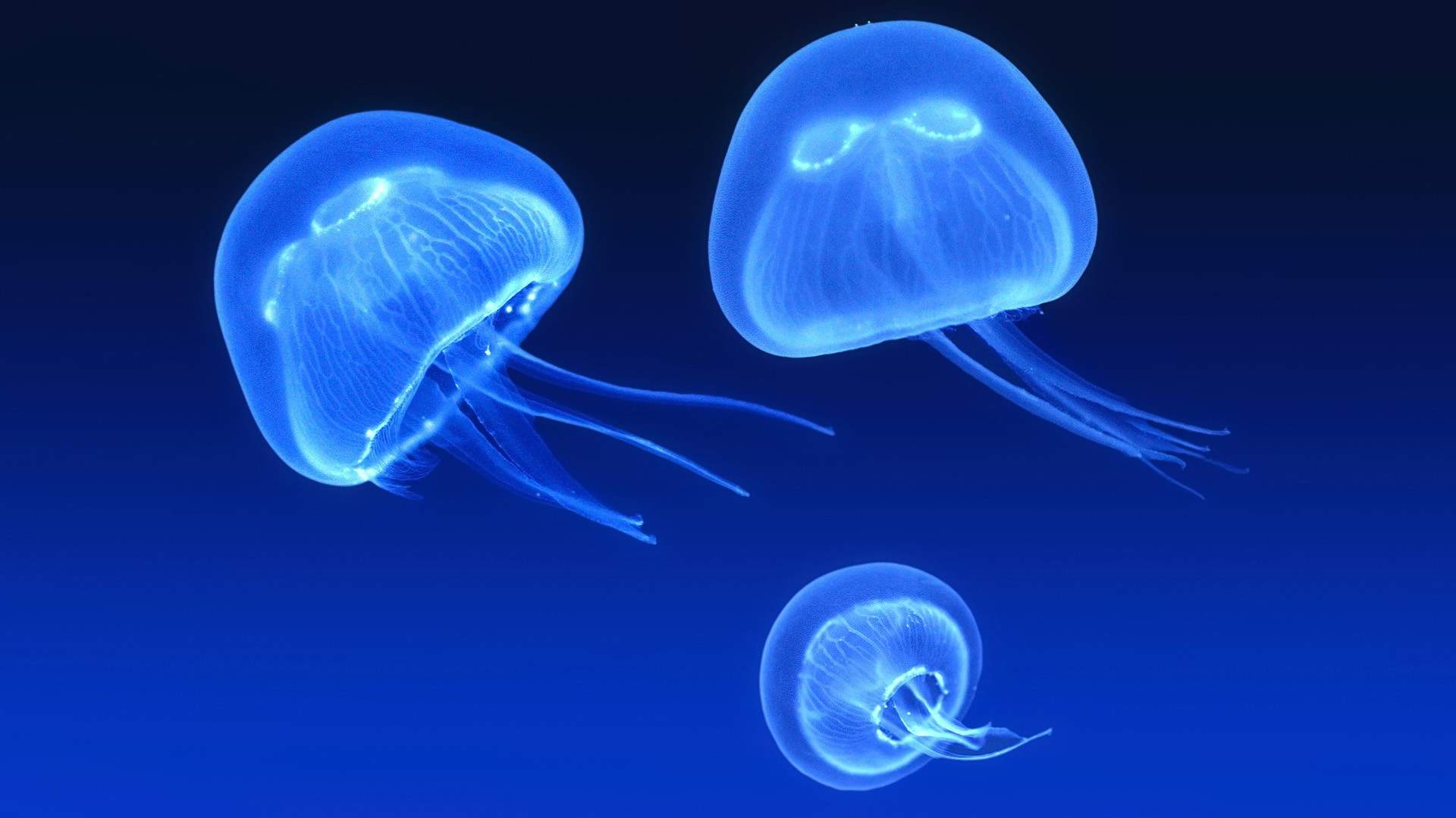蓝色海洋海底世界动物桌面壁纸图片