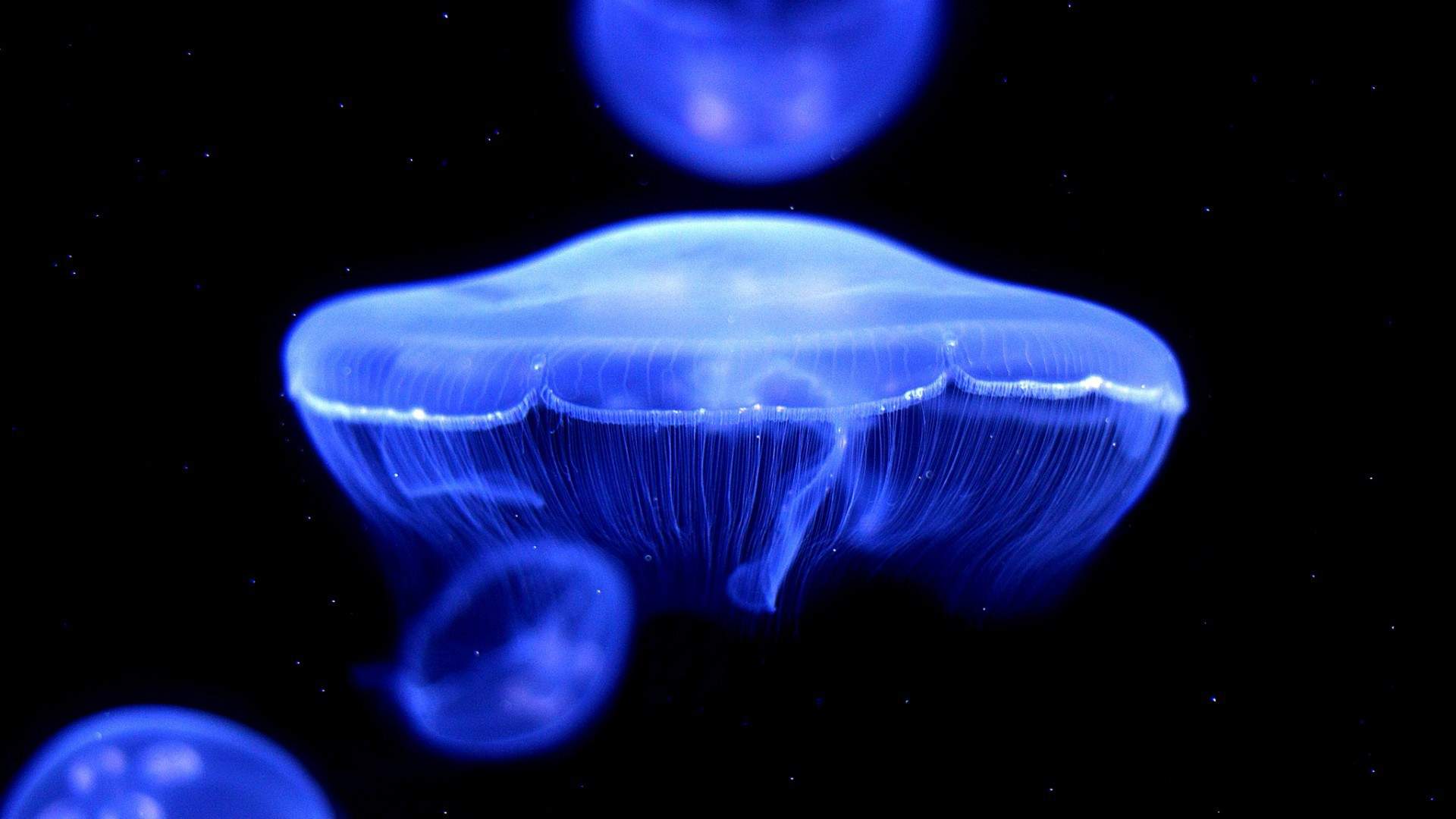 蓝色海洋海底世界动物桌面壁纸图片