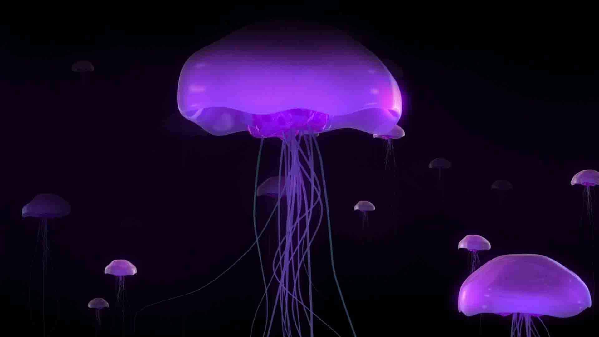 可爱海洋生物海龟图片桌面壁纸图片
