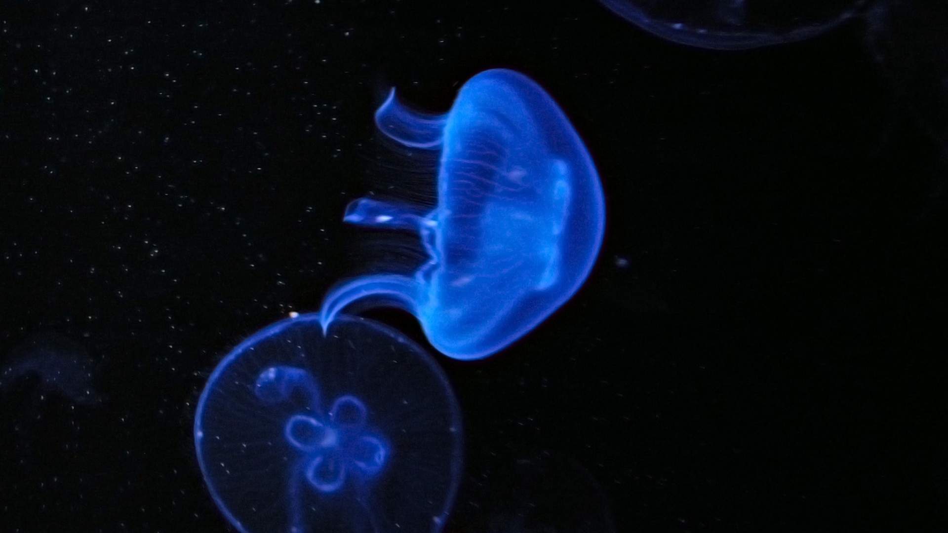海洋缤纷多彩水母高清桌面壁纸图片
