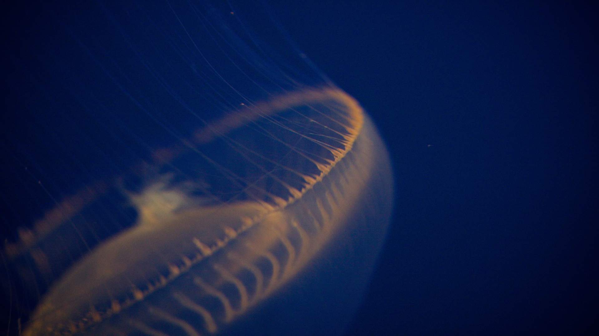 海洋生物图片