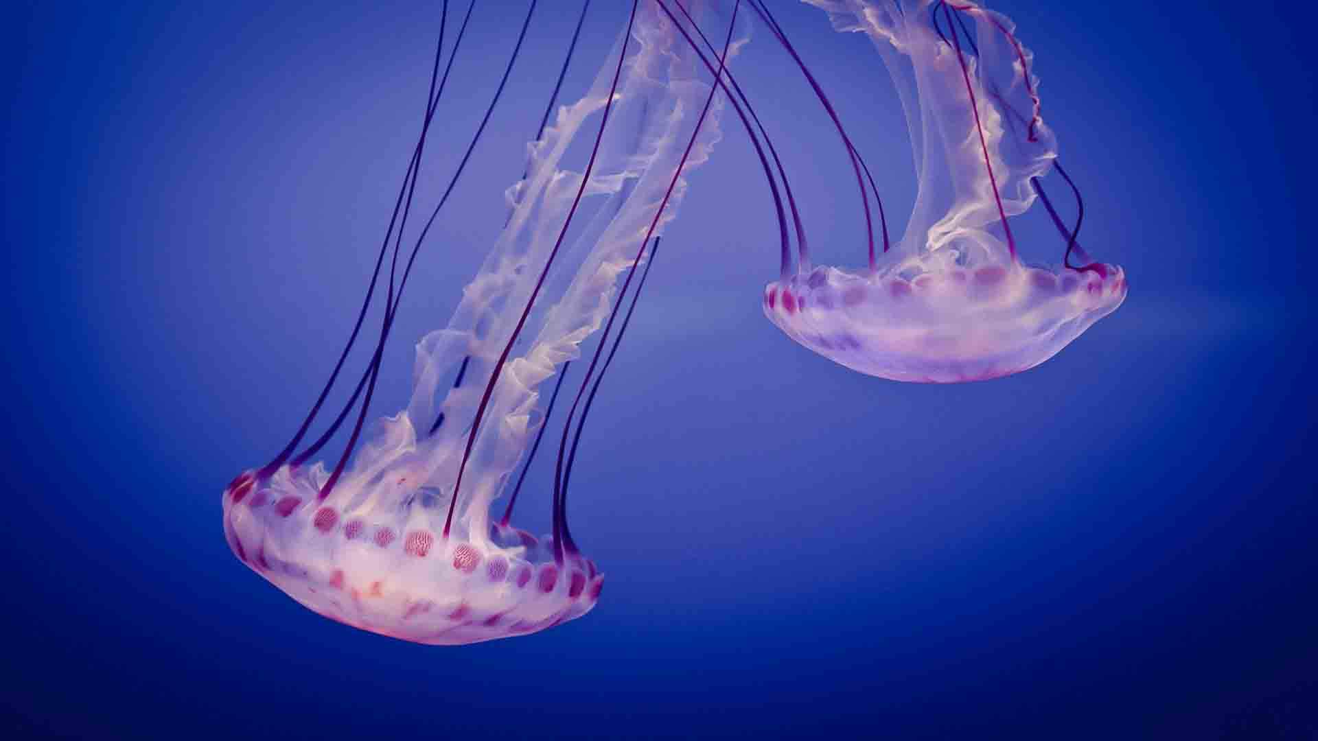 海洋生物图片