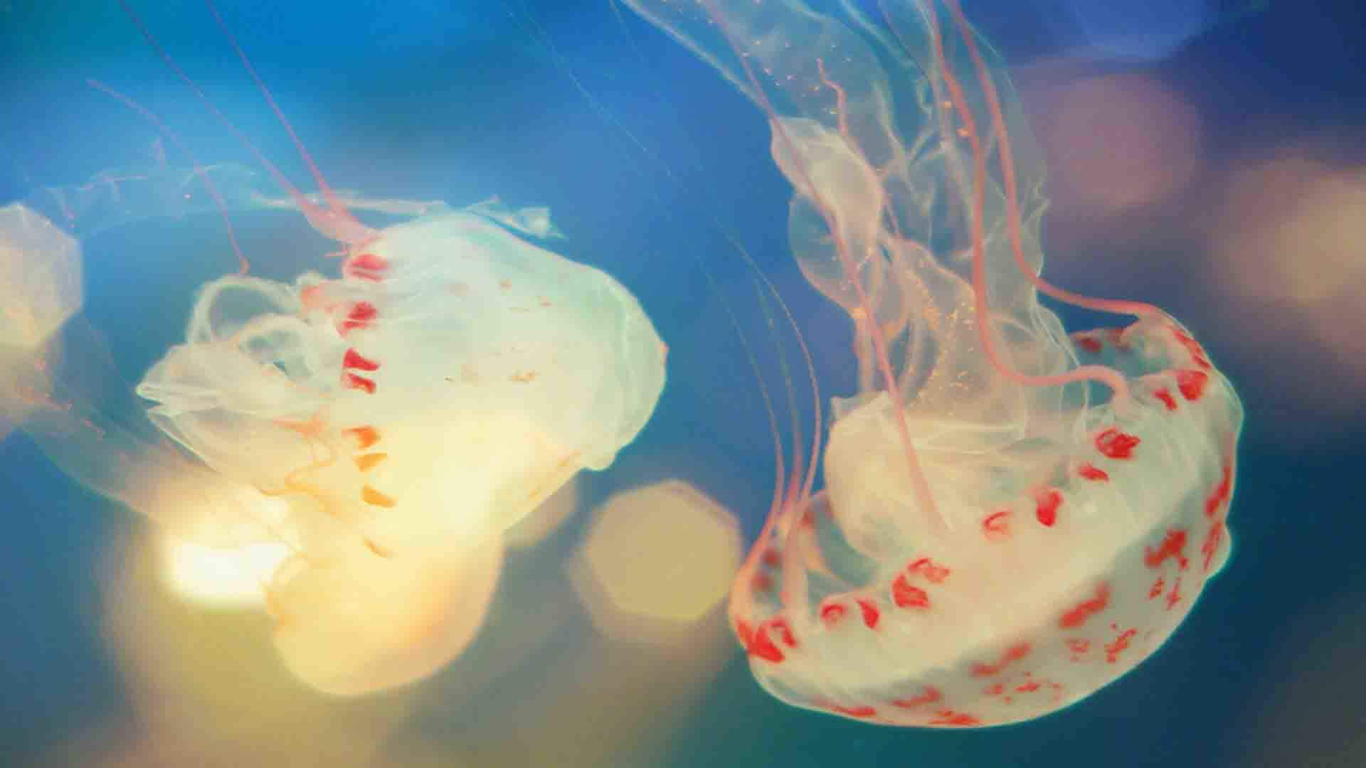 海洋精灵生物海豚宽屏桌面壁纸图片