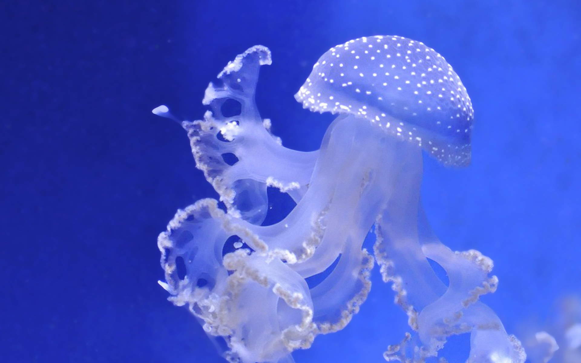 水母：神奇的海洋生物图片图片