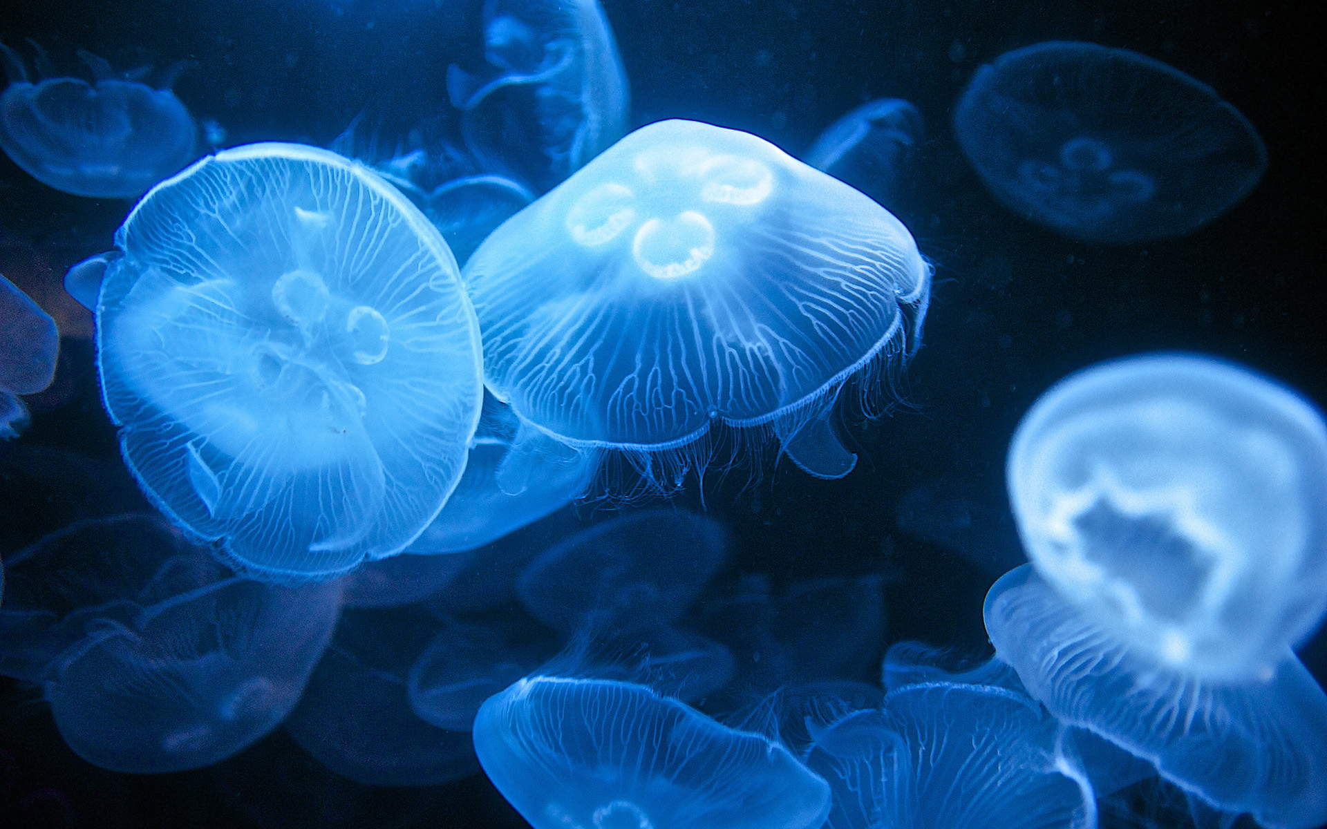 海洋生物图片