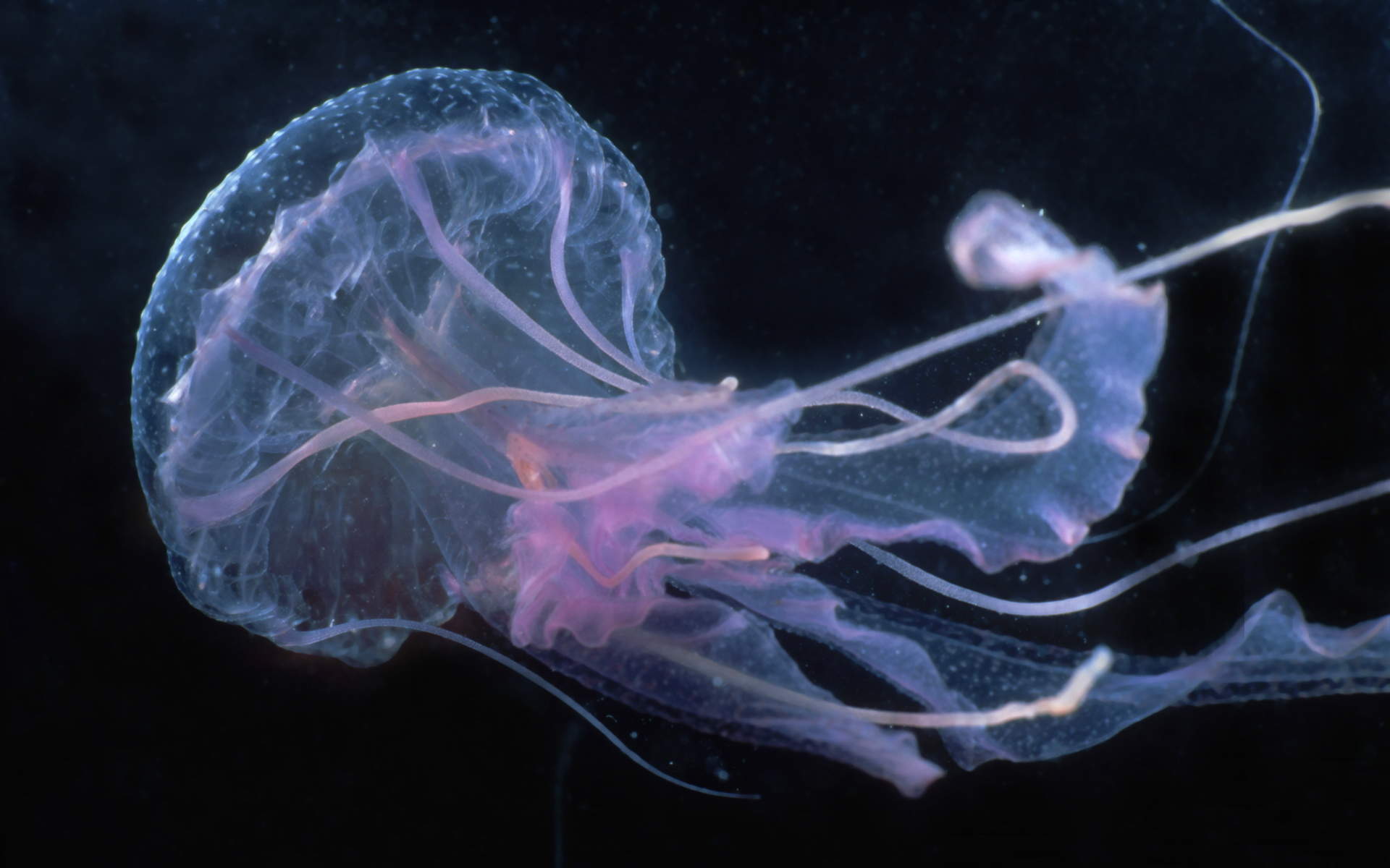 水母：神奇的海洋生物图片图片