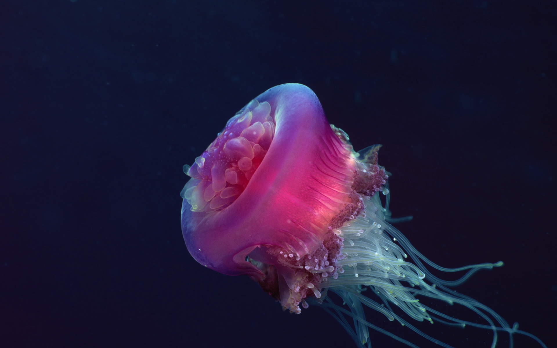 海洋生物图片