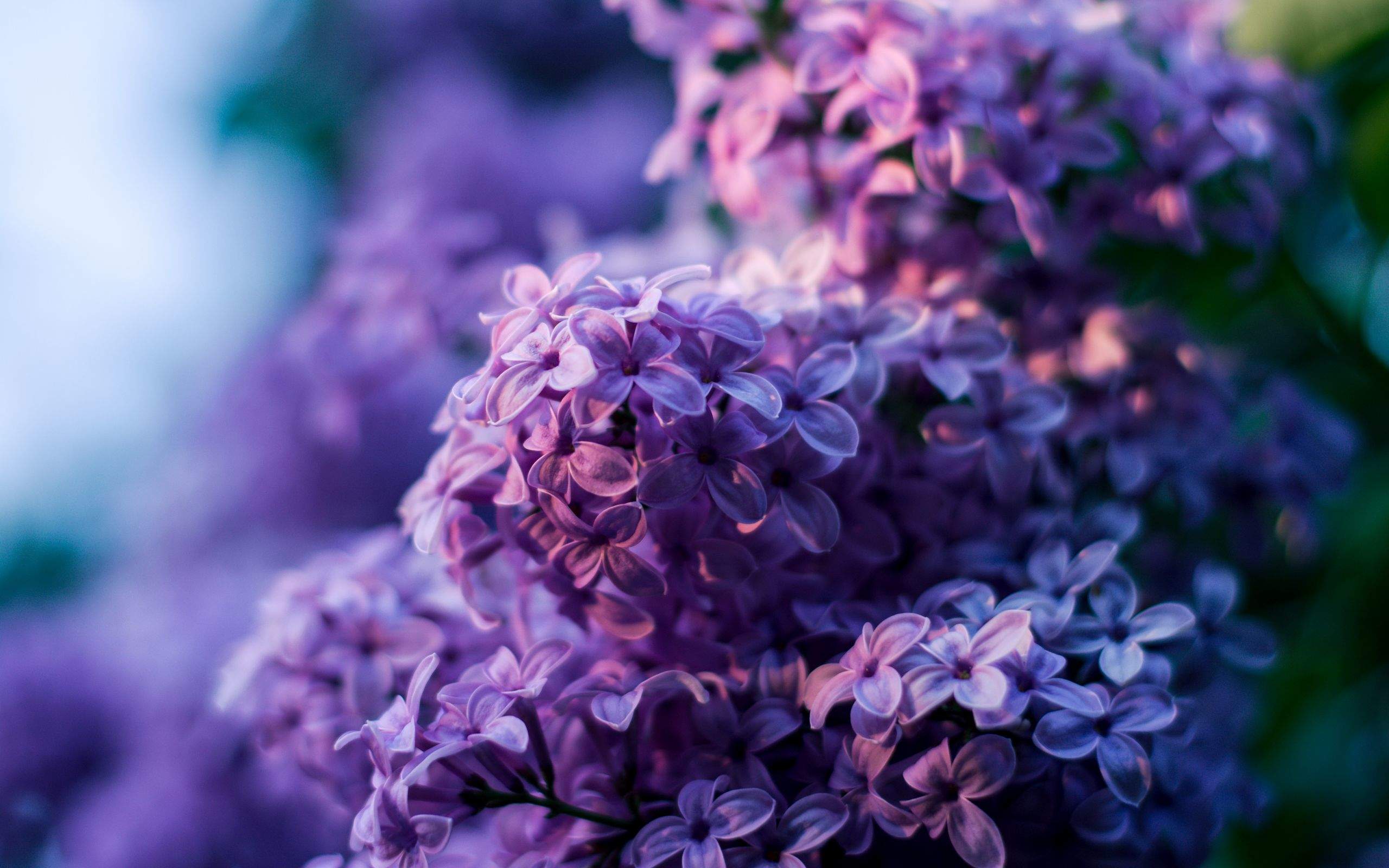 高清紫色唯美丁香花图片第二辑图片