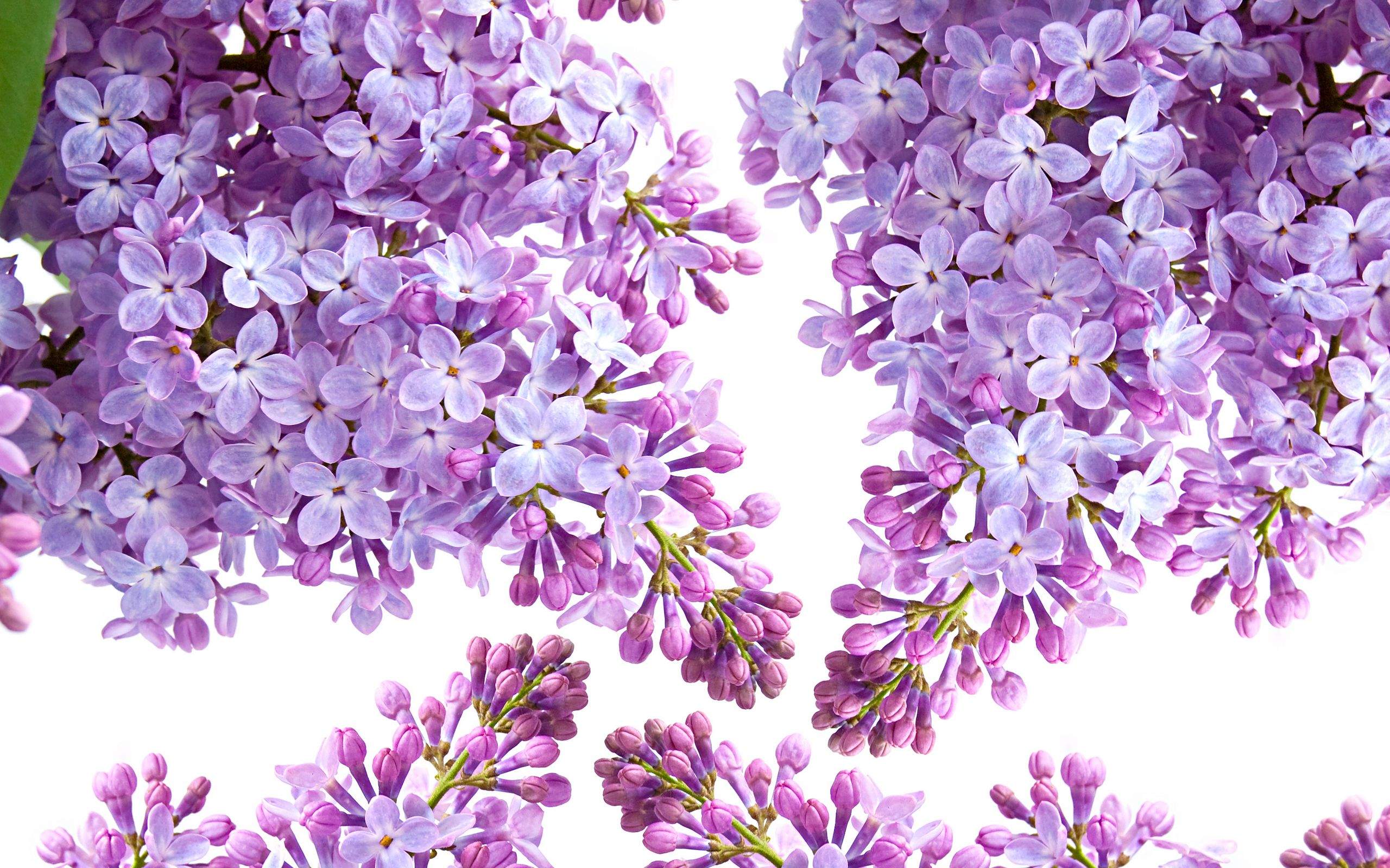 高清紫色唯美丁香花图片第二辑图片