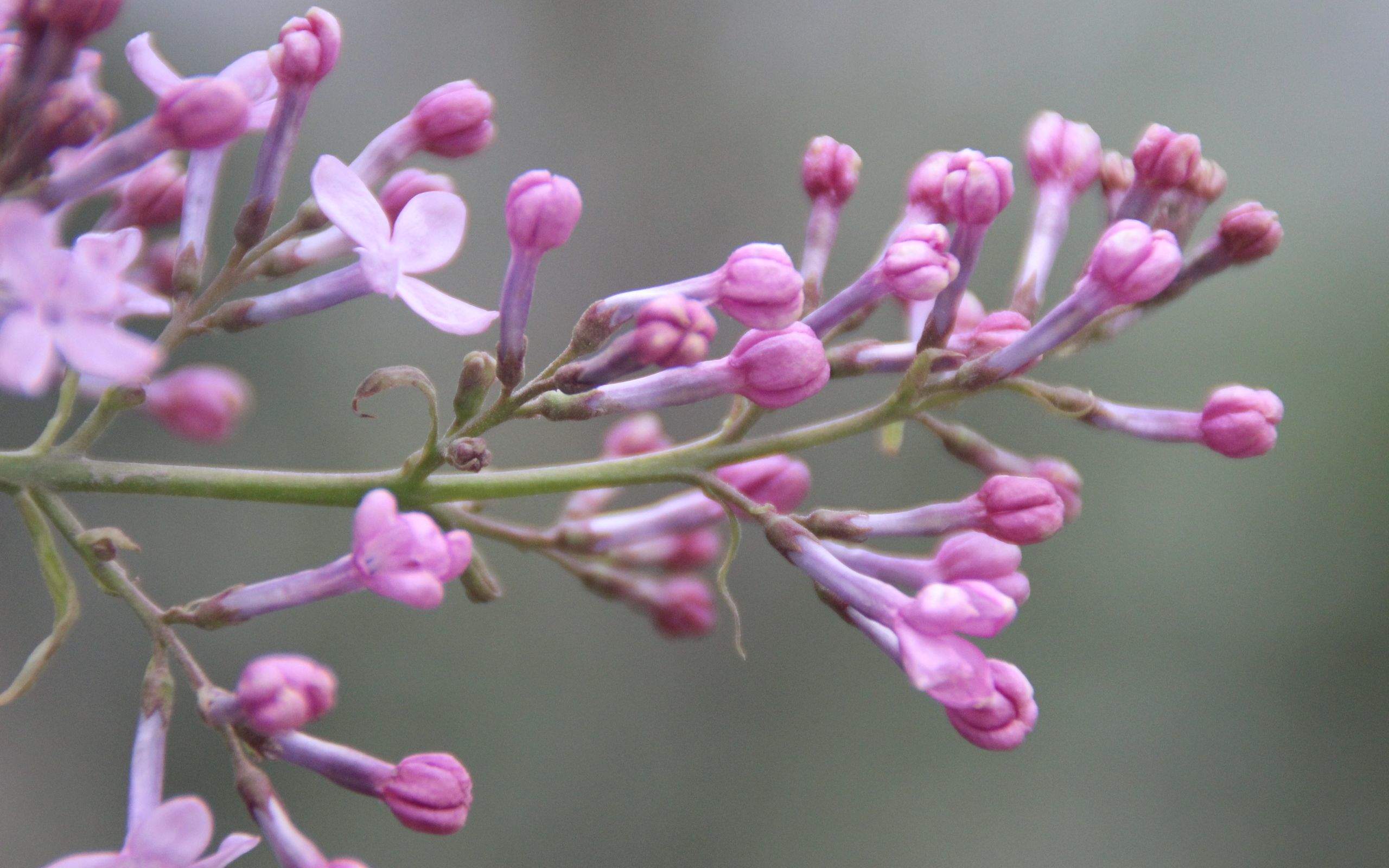 高清丁香花高清花卉桌面壁纸图片图片