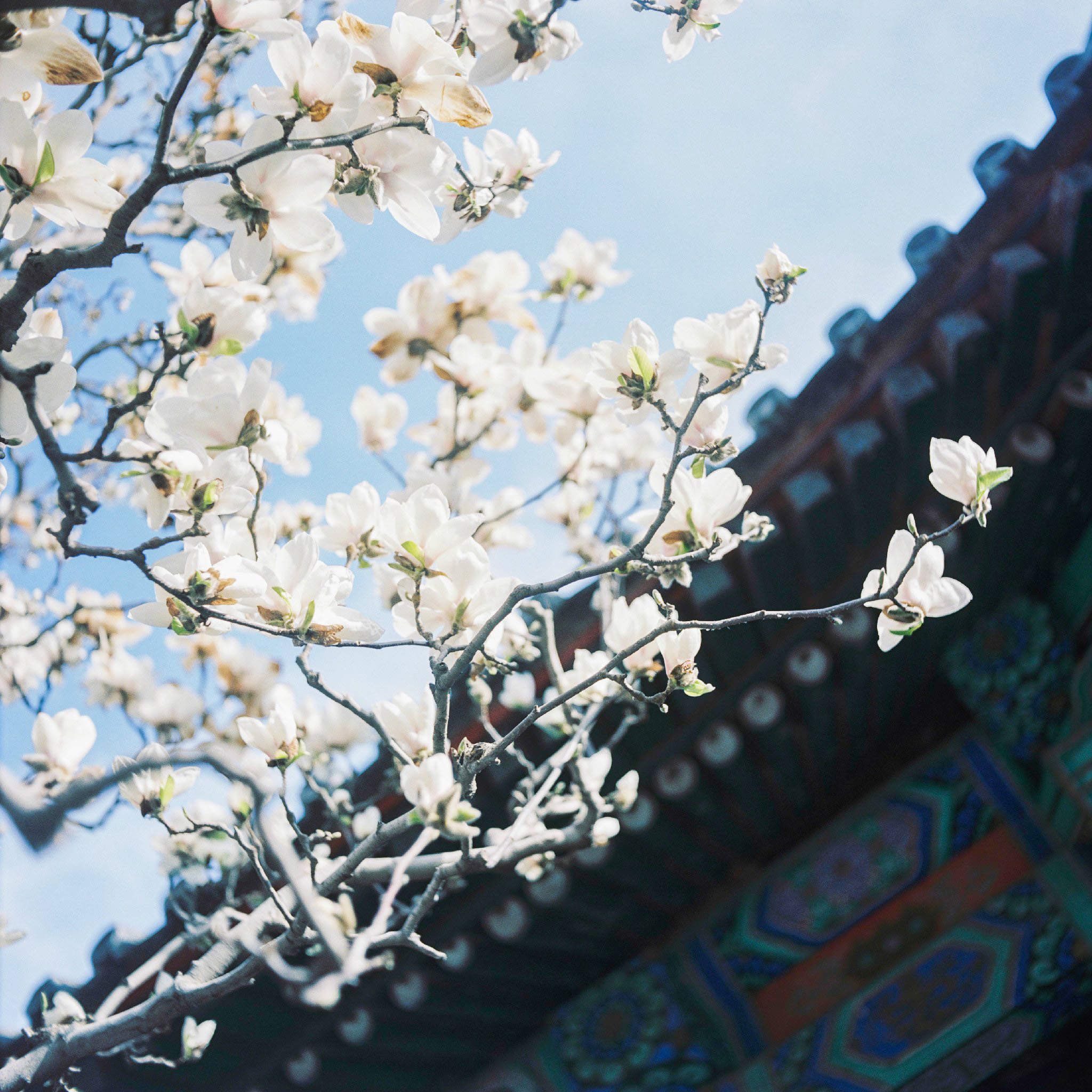 梨花图片图片