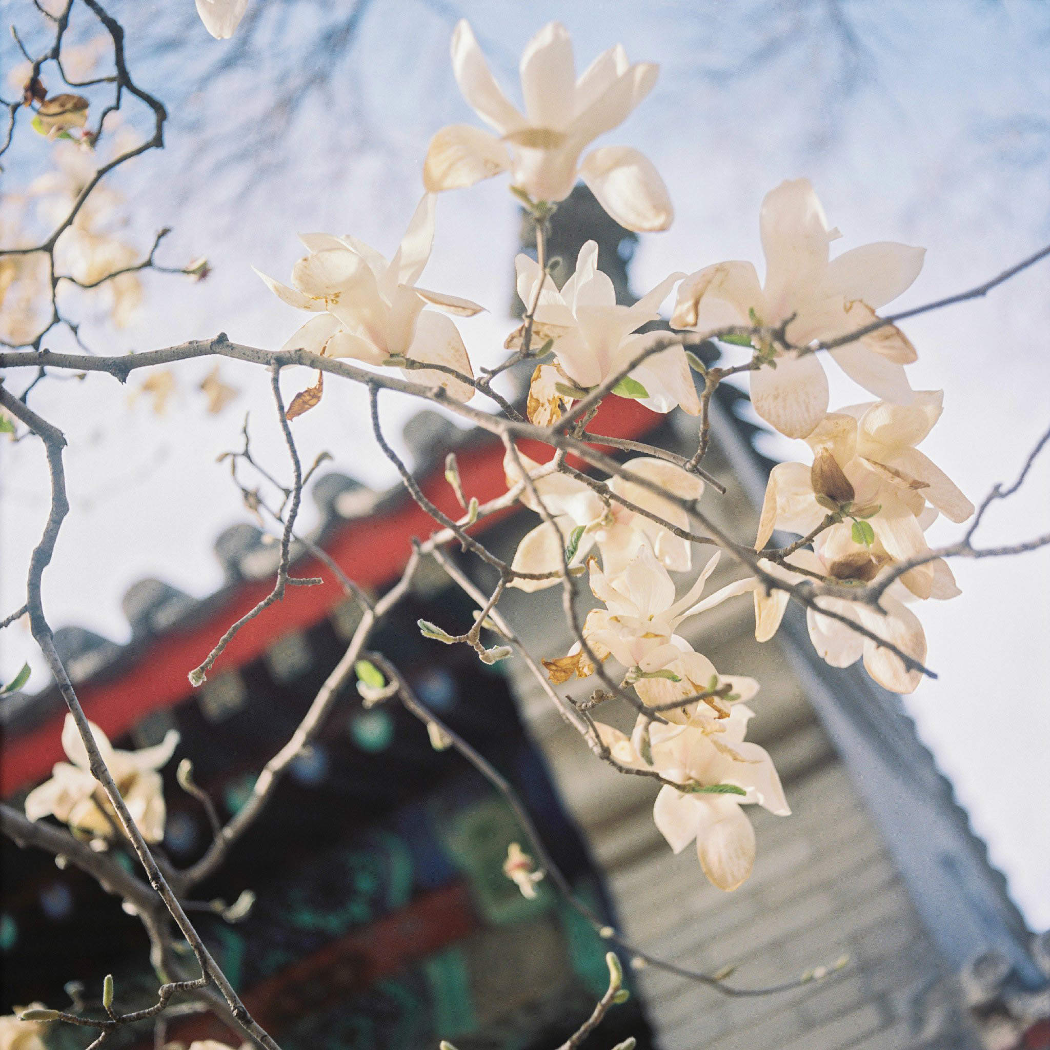 梨花图片图片