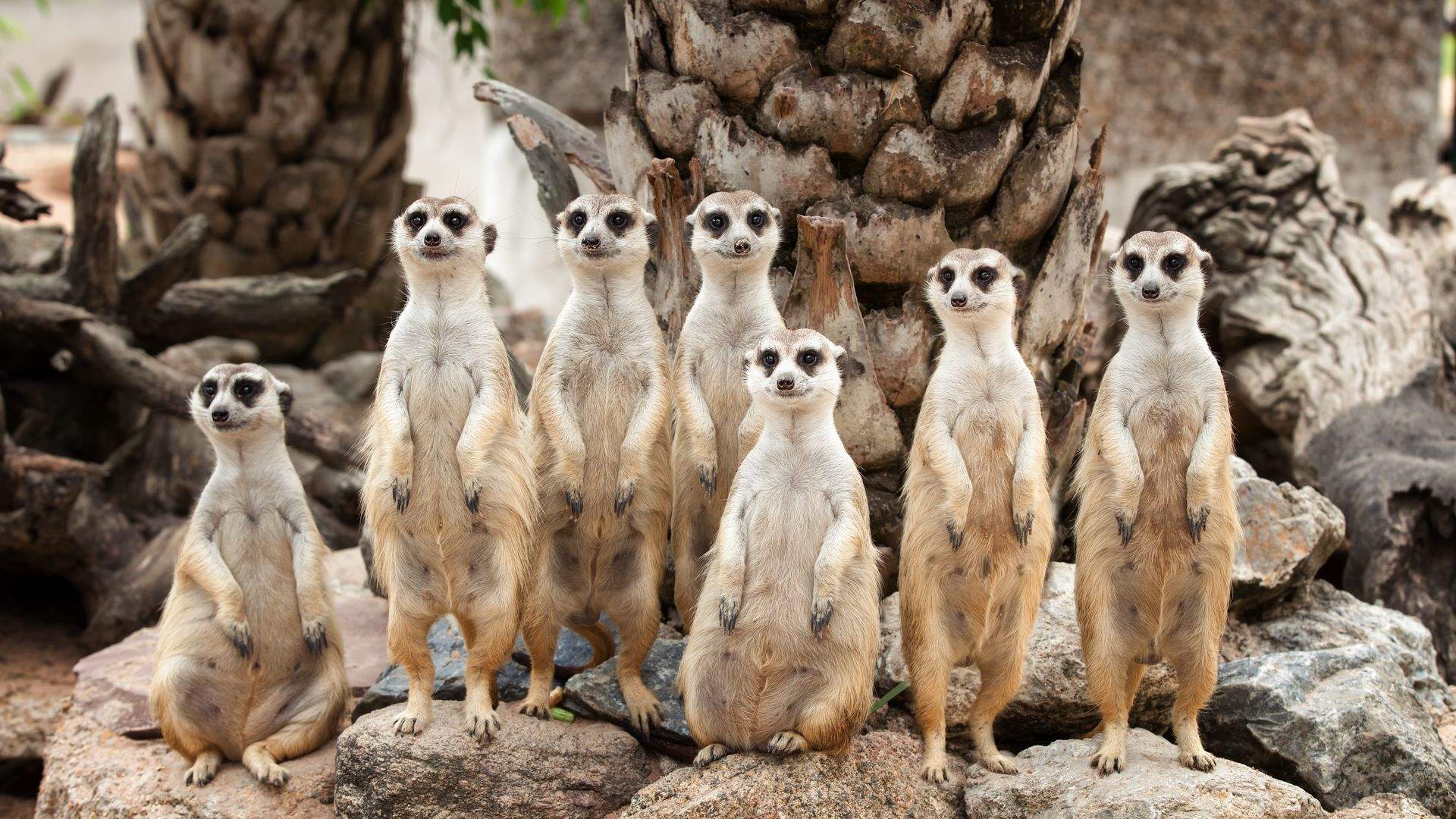 哺乳动物狐獴图片高清桌面壁纸图片