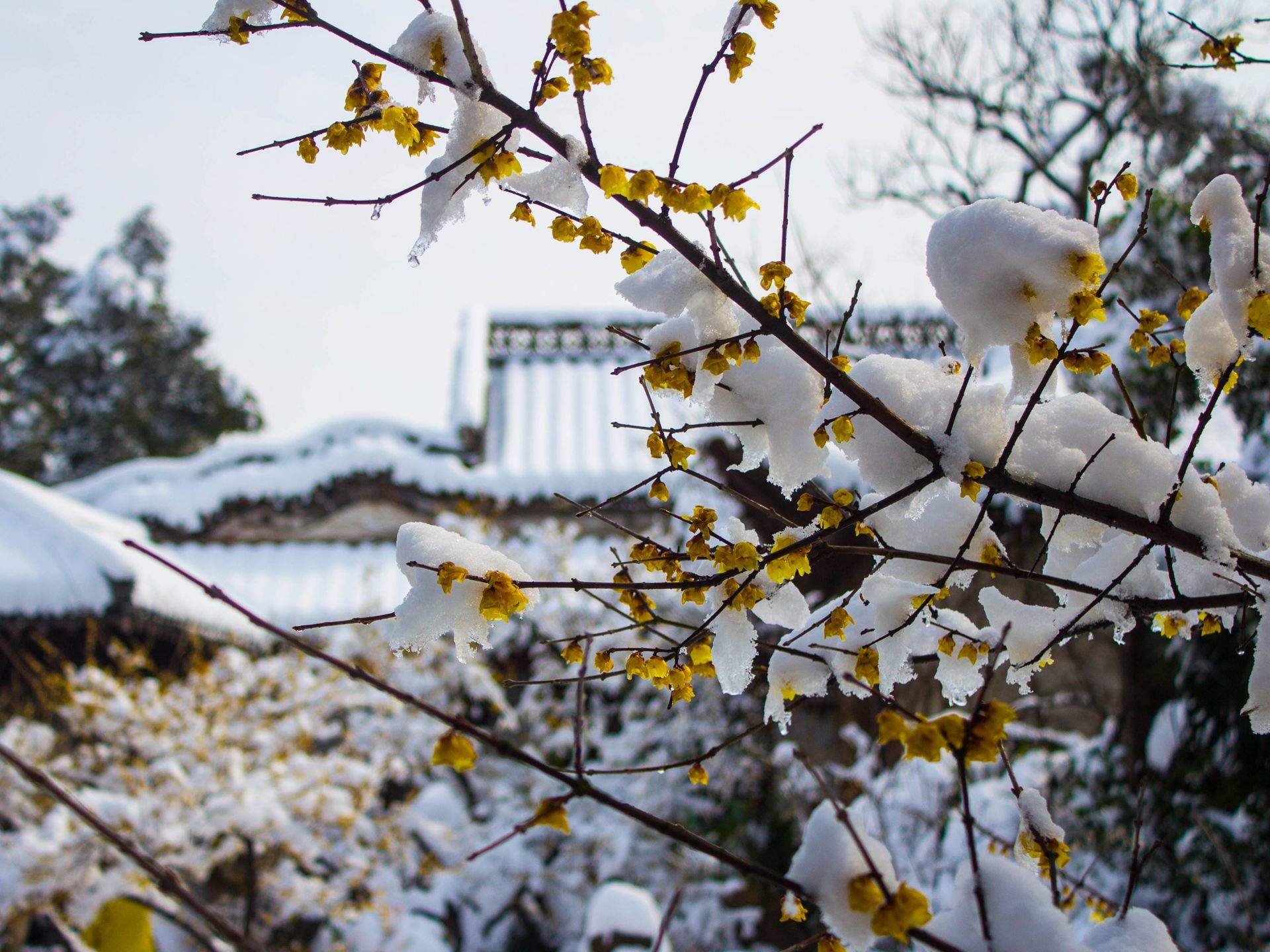 唯美冬日雪景图片手机壁纸图片