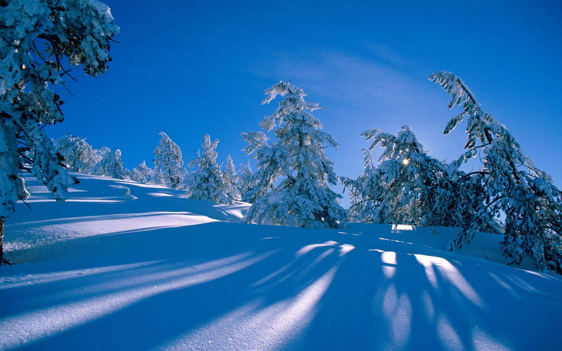 风景白雪图片