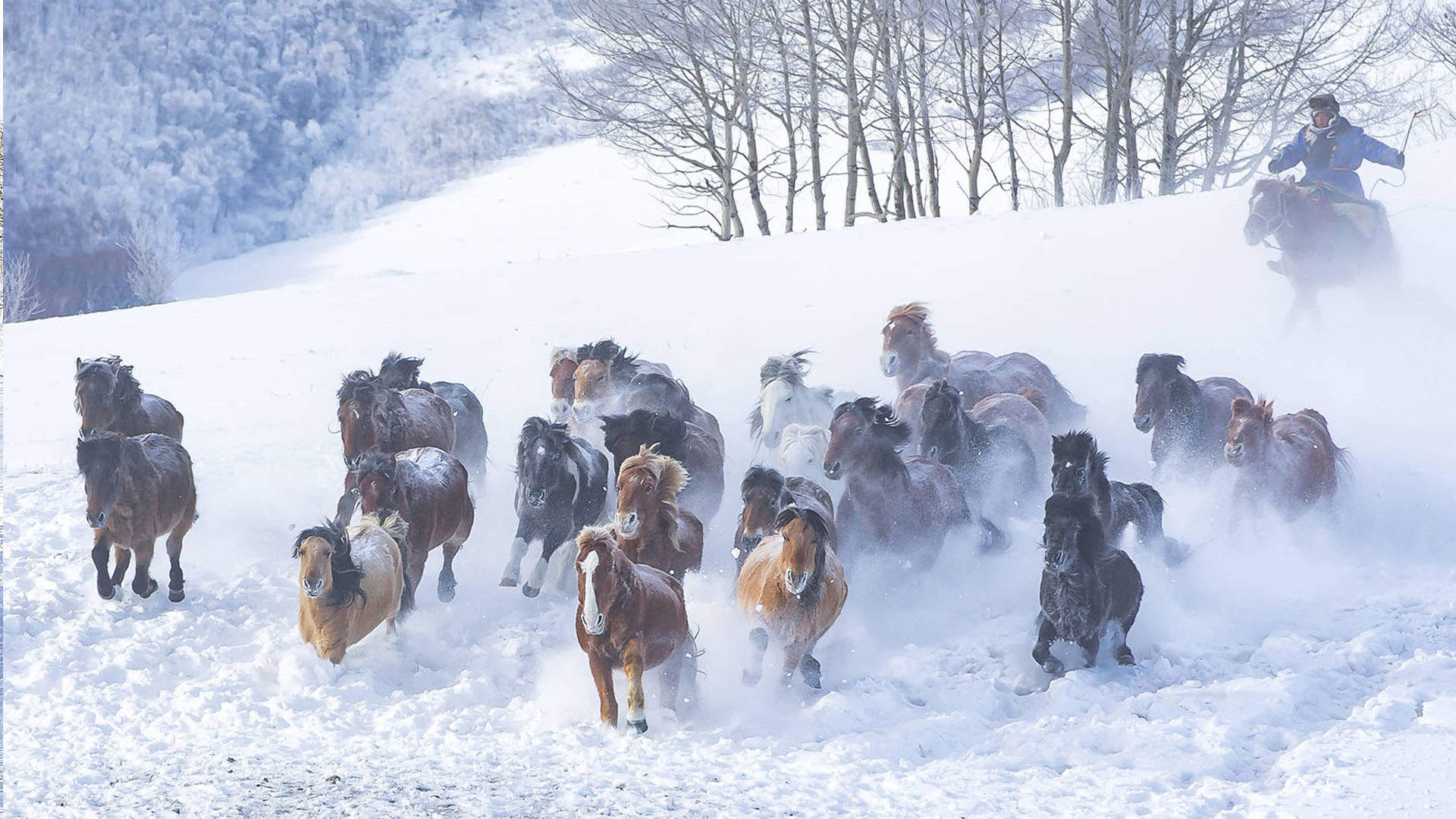 唯美雪地疾驰马群高清桌面壁纸图片图片
