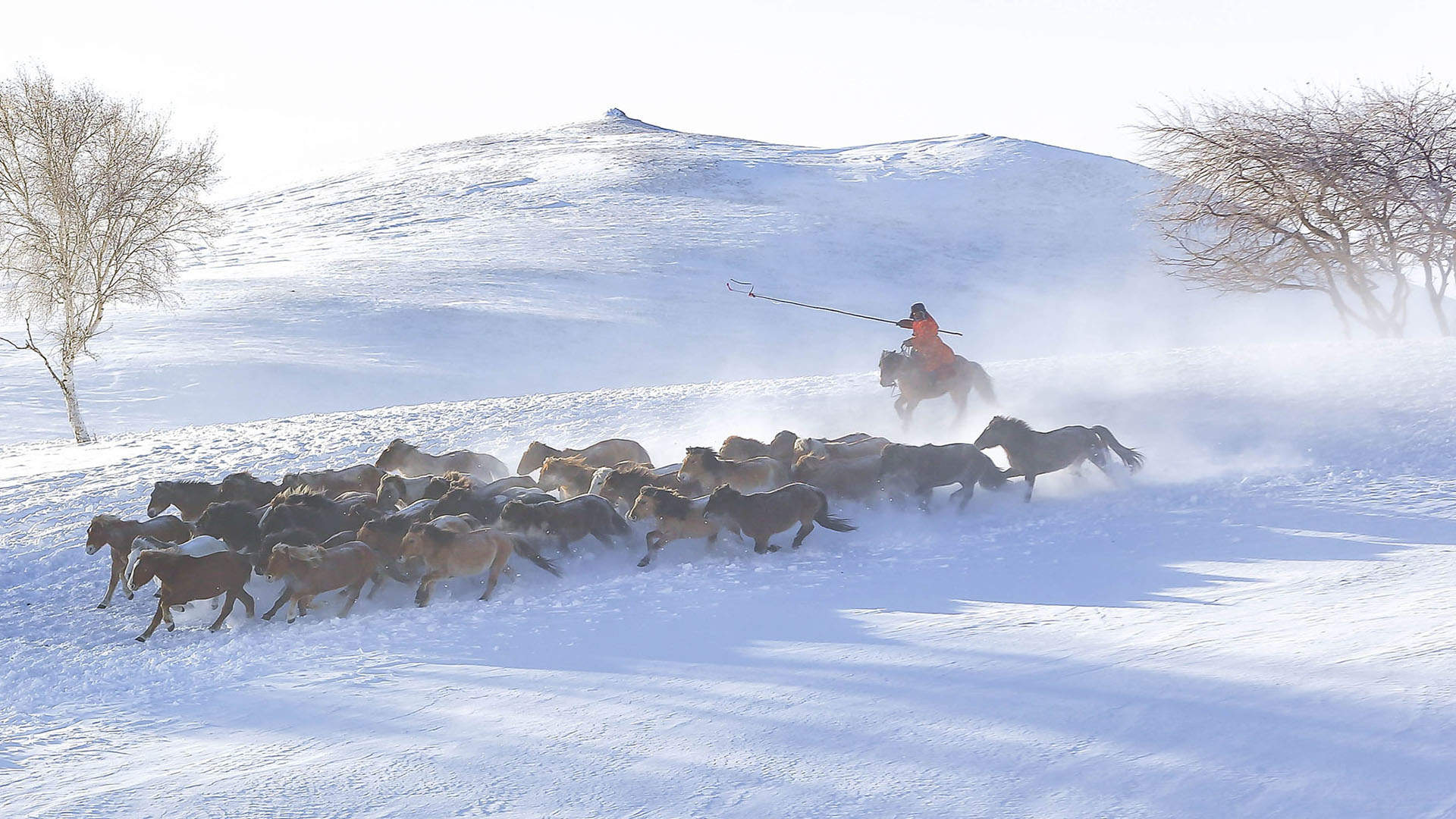 唯美雪地疾驰马群高清桌面壁纸图片图片