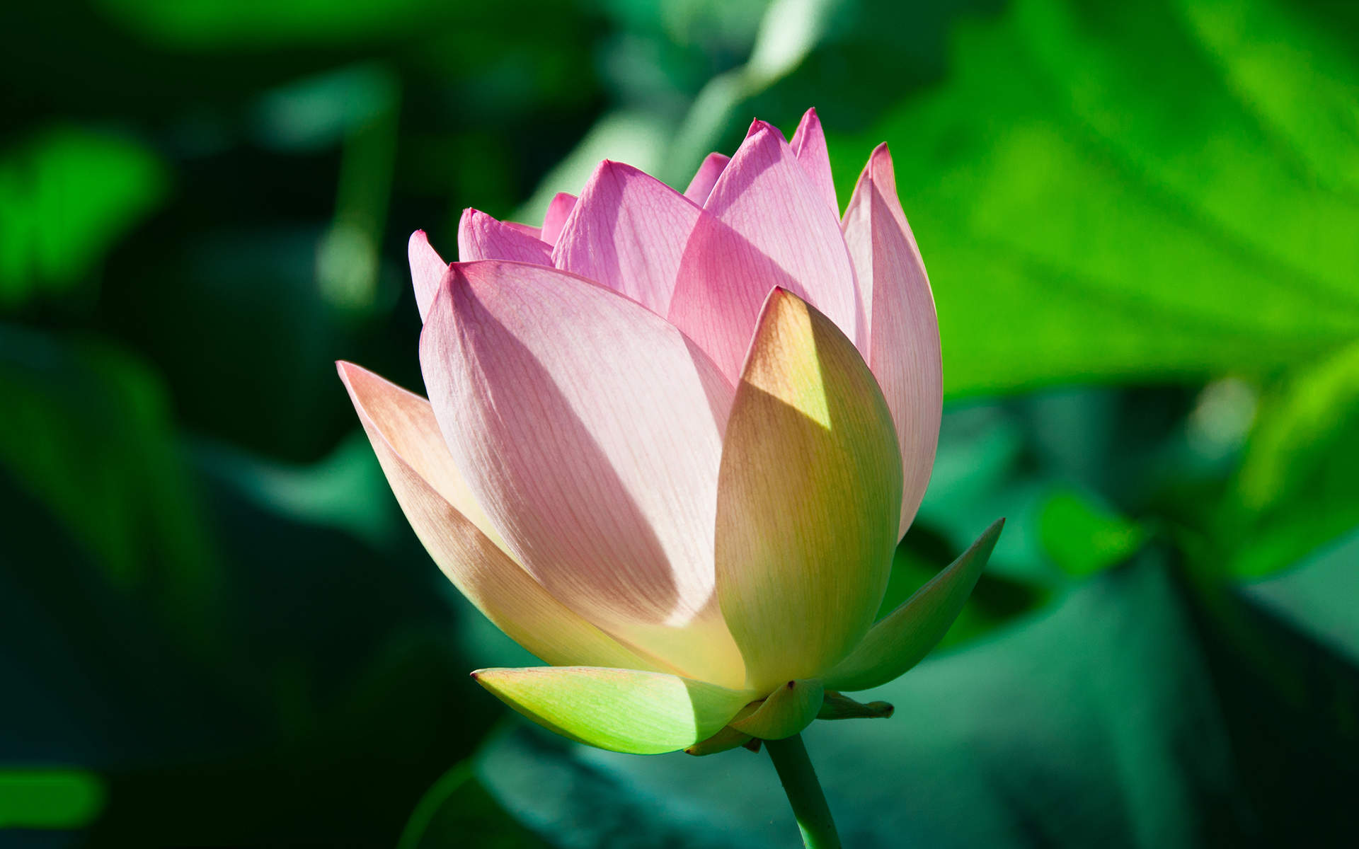 夏日荷花唯美高清图片桌面壁纸图片