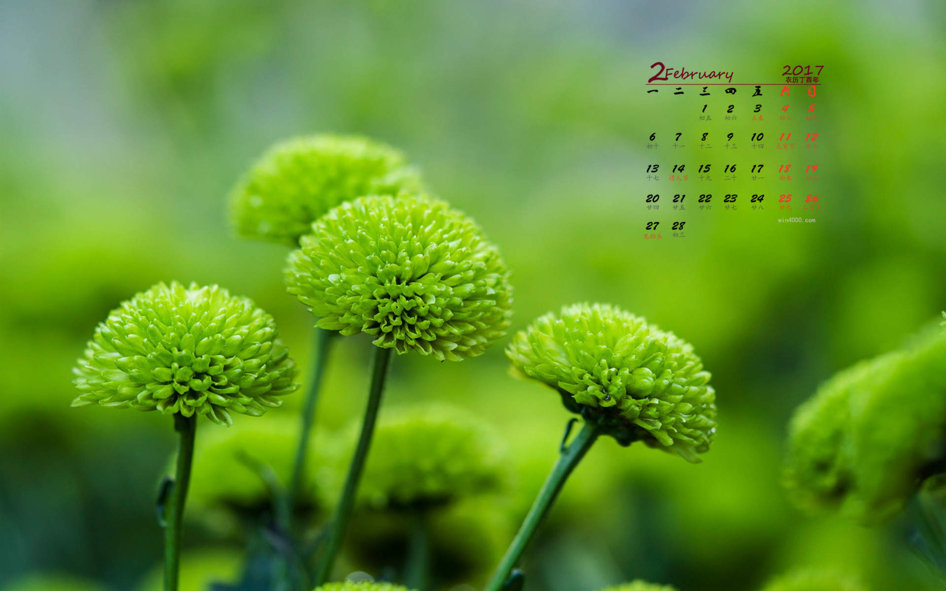 2018年11月唯美菊花图片日历壁纸图片